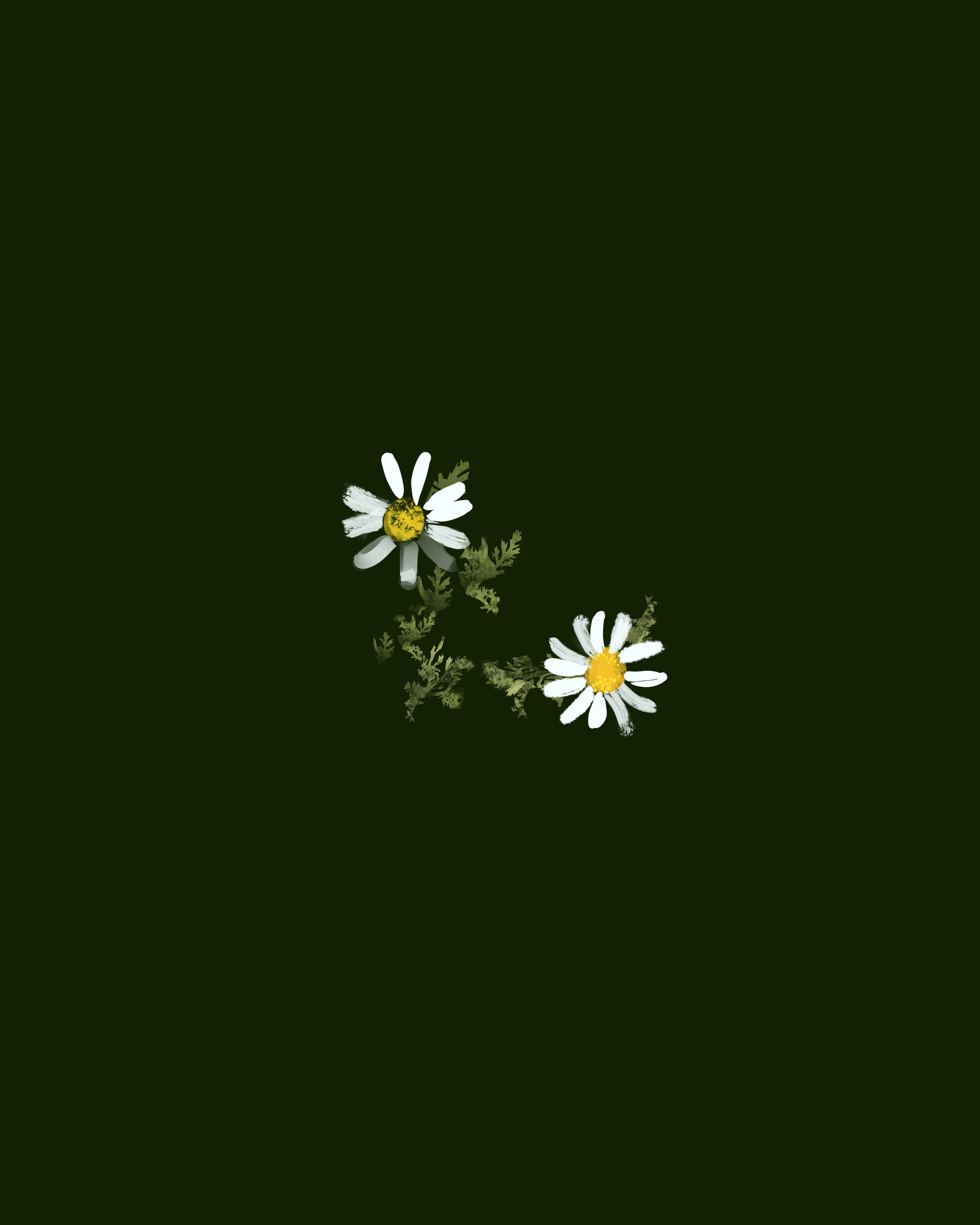24_black_daisies_duo.png