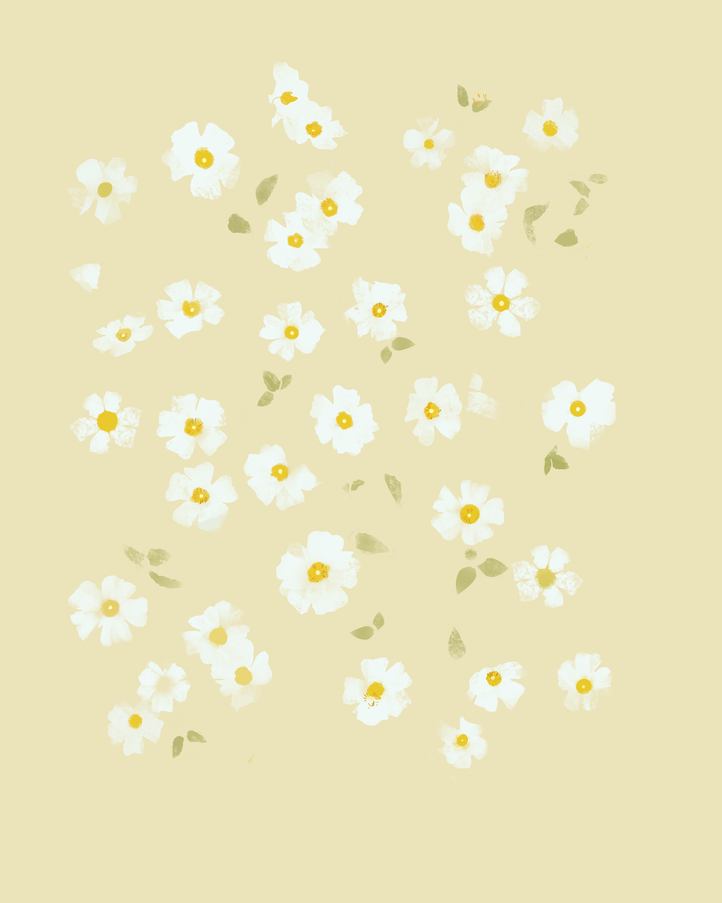 daisy-peach-01.png