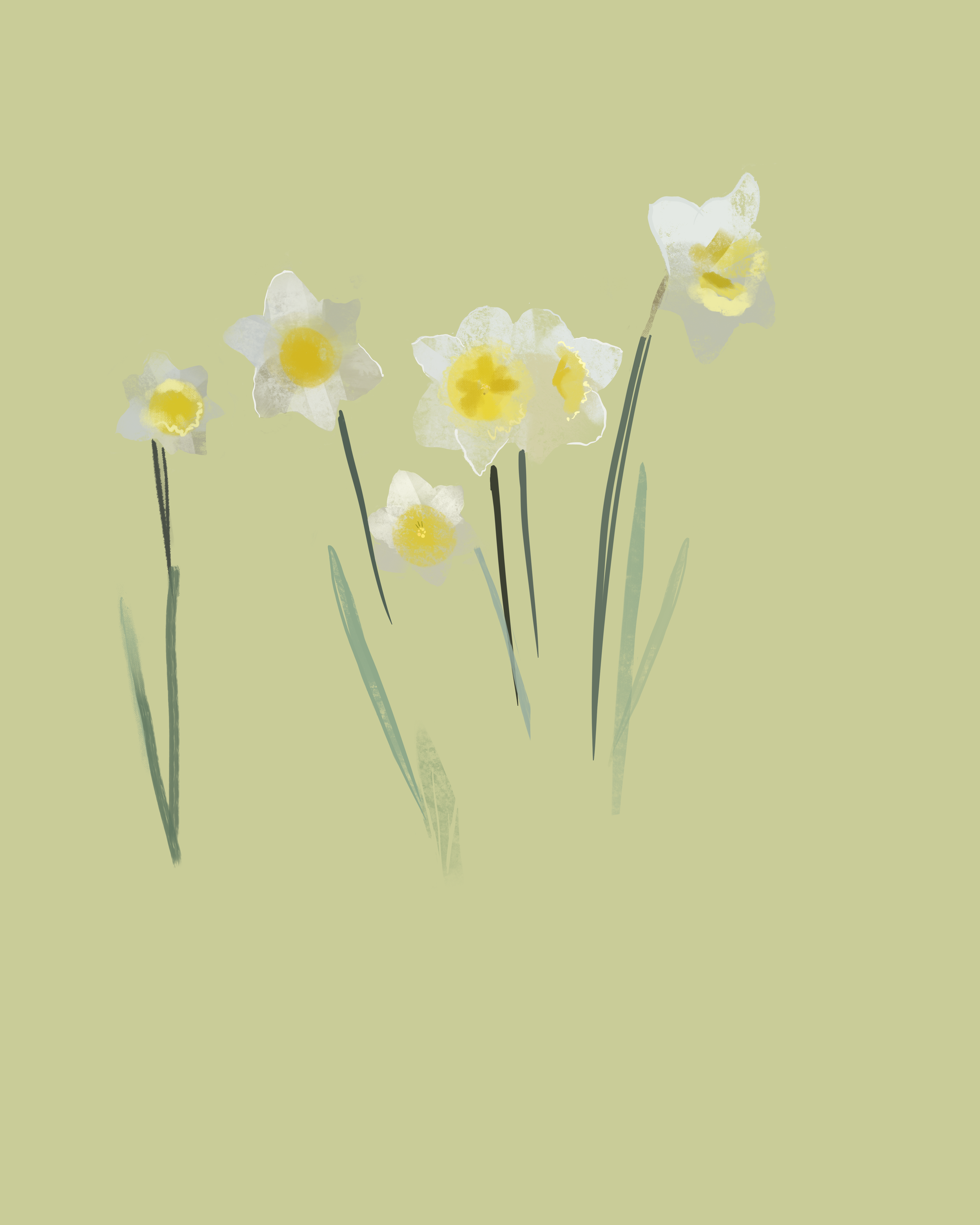 25-daffodils (2).png