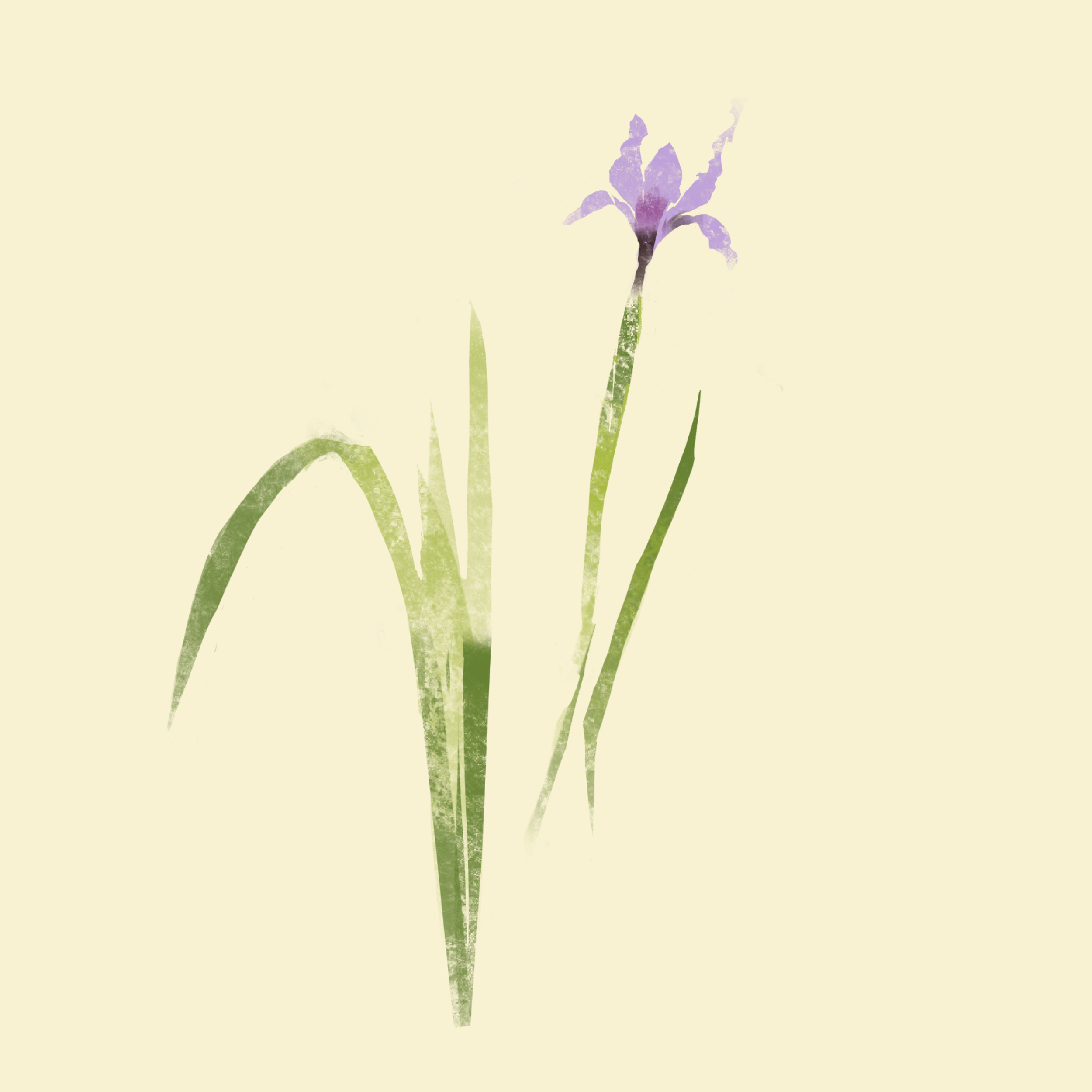 floral-wildflower-douglas-iris-single-by-lindsay-alstrom.png