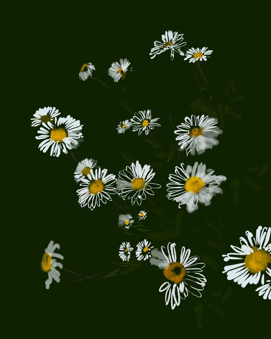 Black_Backyard_Daisies (2).jpg
