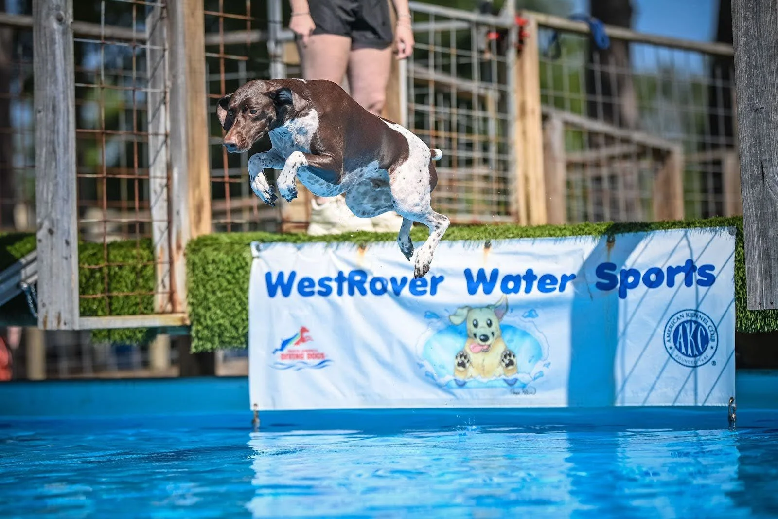 Our Story — WestRover Water Sports and Agility Club