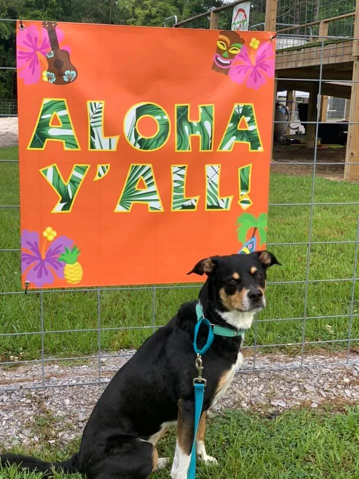 Birthday Luau (Qualifer)