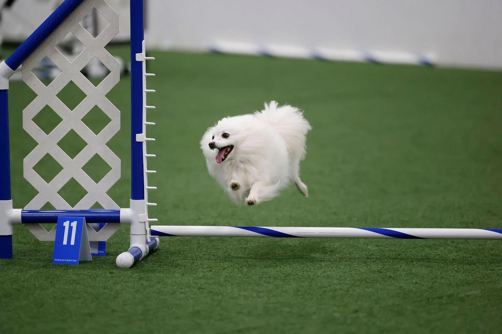 Our Story — WestRover Water Sports and Agility Club