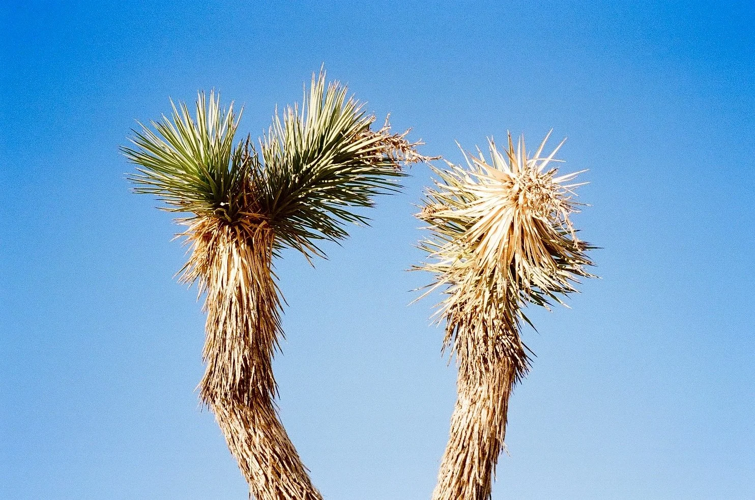 Just for Fun - Film Photography