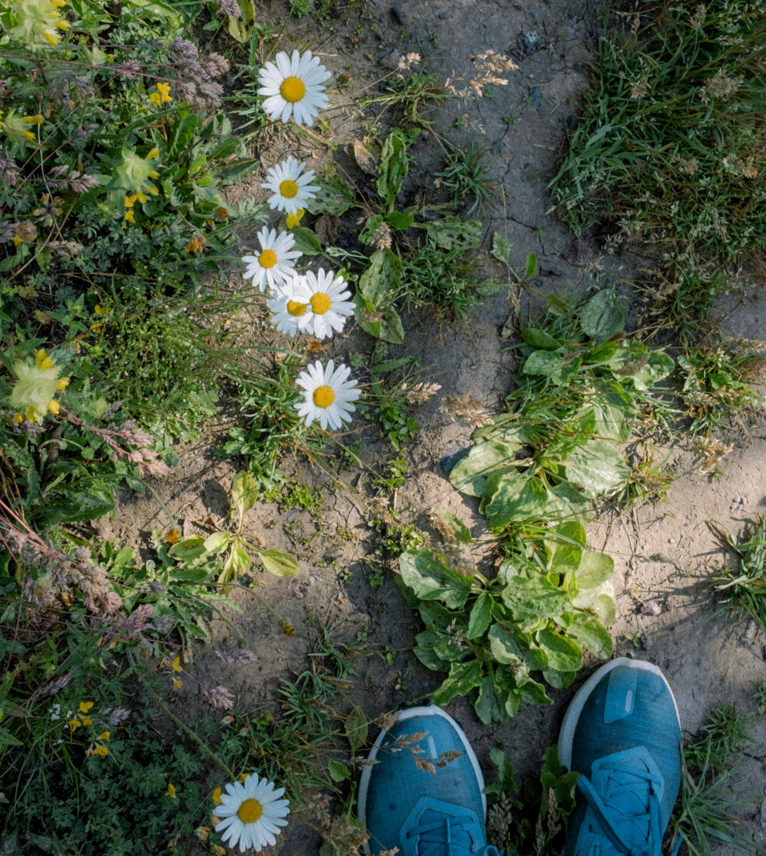 Top-down view of a person's blue sneakers standing on a dirt trail surrounded by green plants and daisies.
