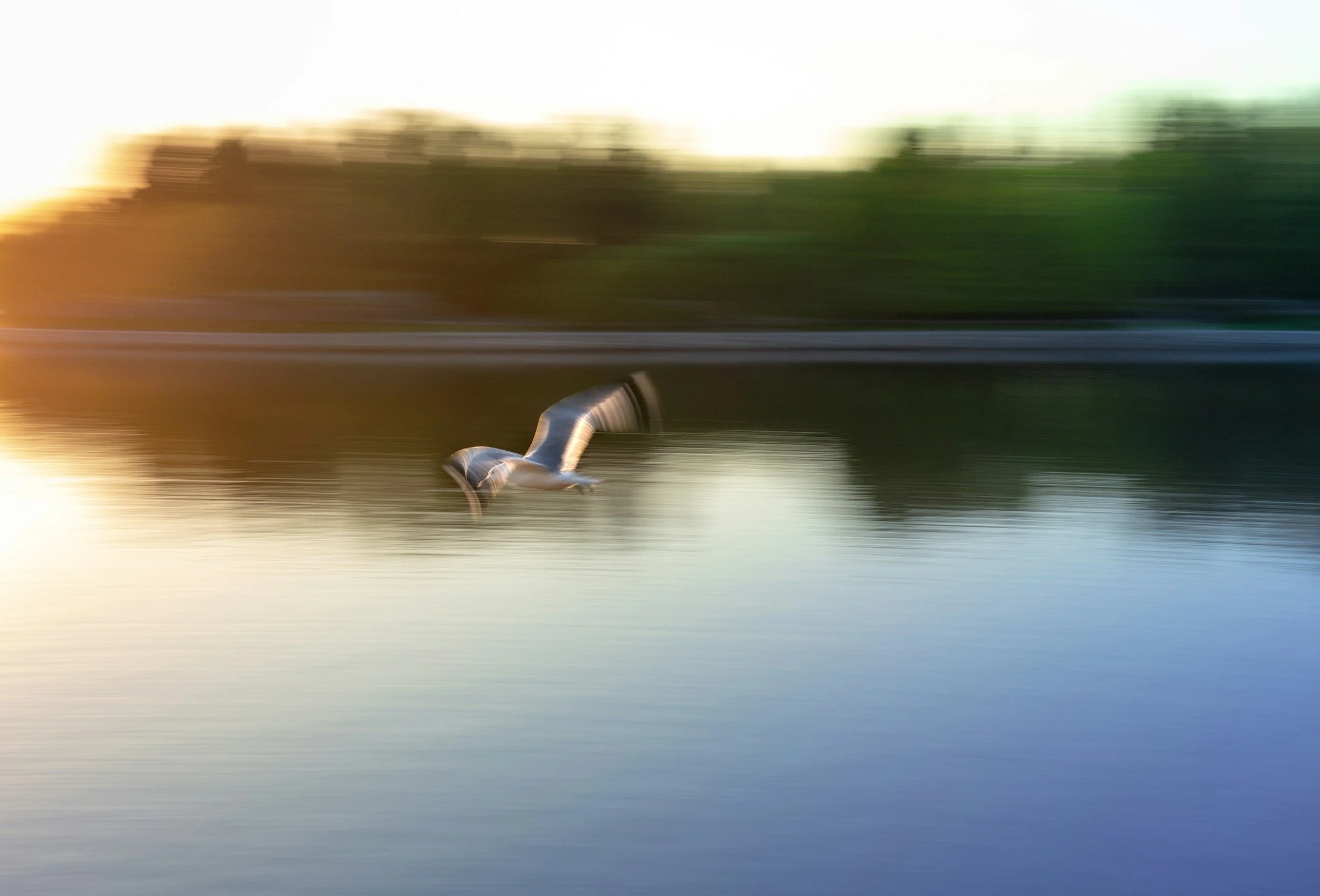 Un ave volando sobre un cuerpo de agua al atardecer, con un fondo de árboles y horizonte difuso.