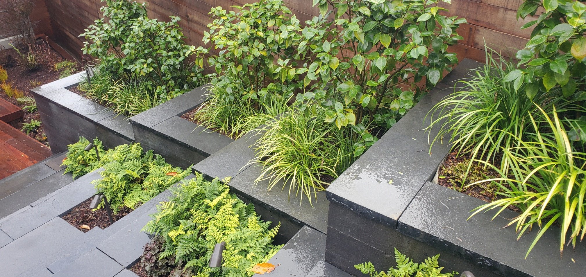 Raised garden beds with lush green plants, including ferns and grasses, surrounded by wooden fencing, wet from recent rain.