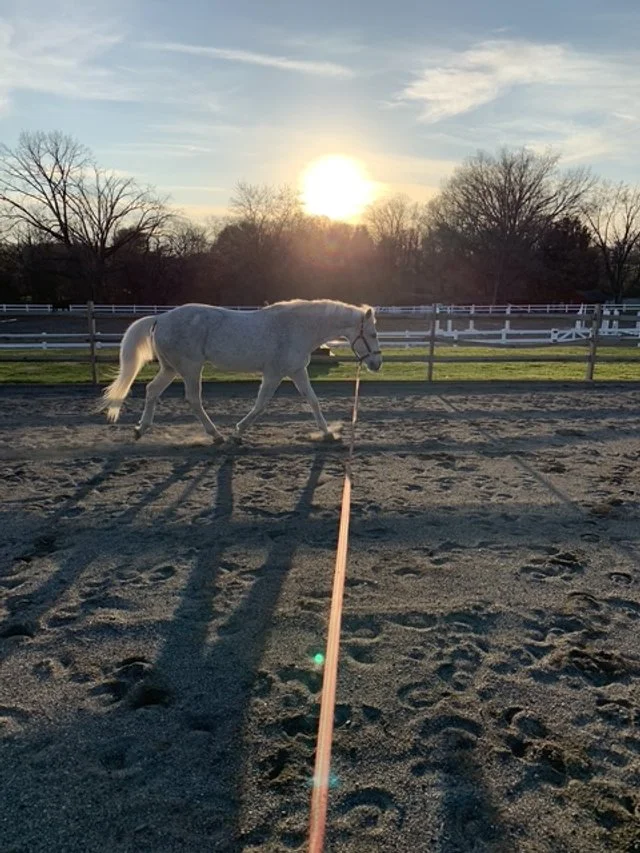 EPA Longeing, Conformation and Dentistry Clinic 2026