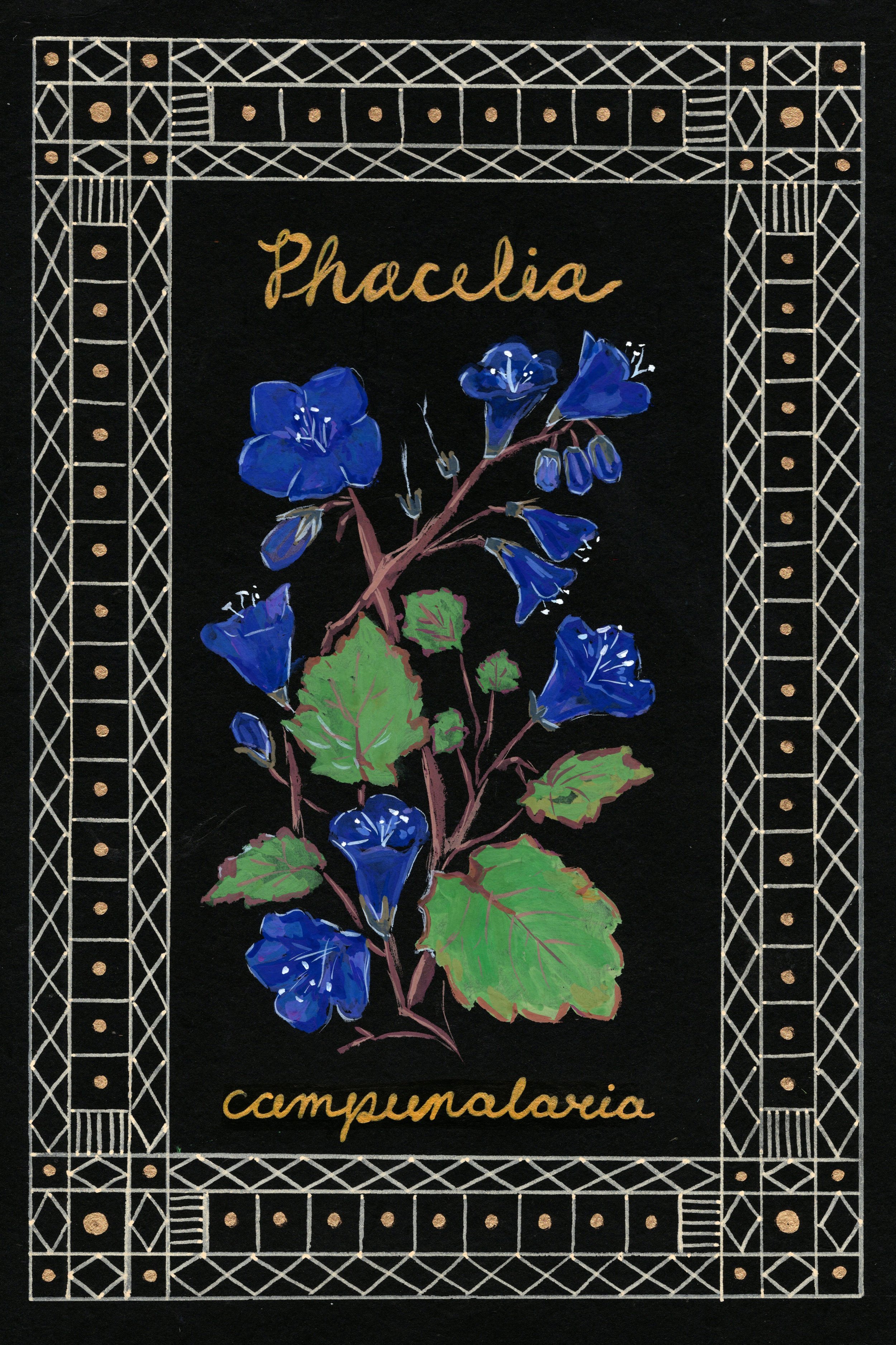 phacelia.jpg