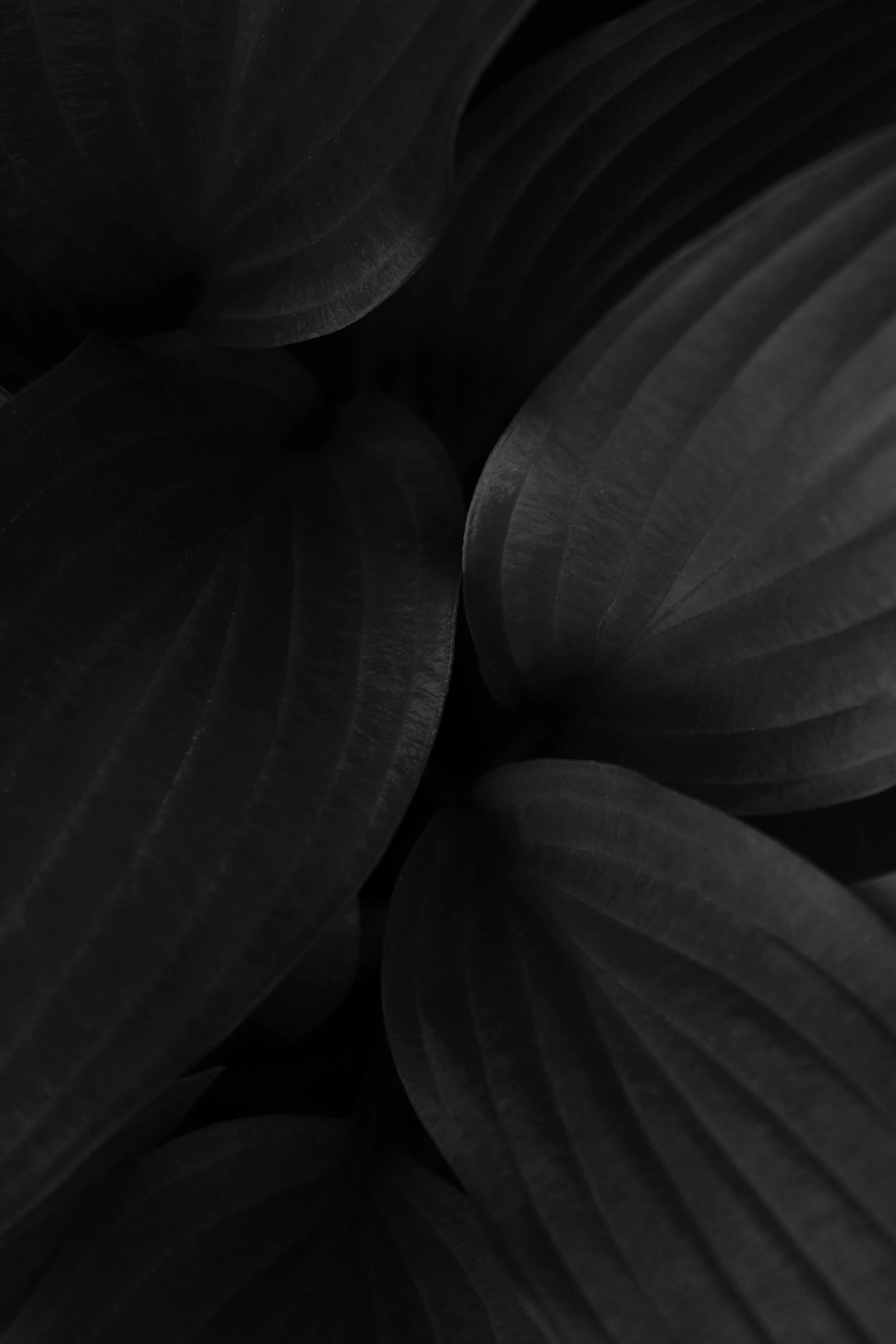 Close-up of dark, overlapping leaves with visible veins.