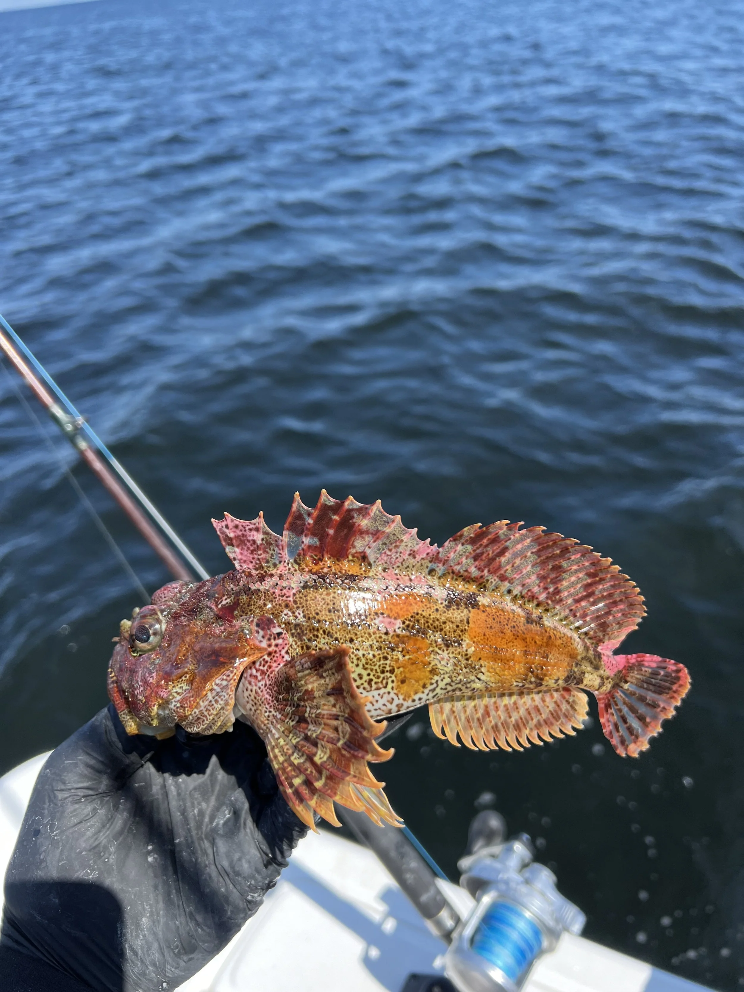 Person holding a colorful rockfish on a boat with a fishing rod in the background, over water.
