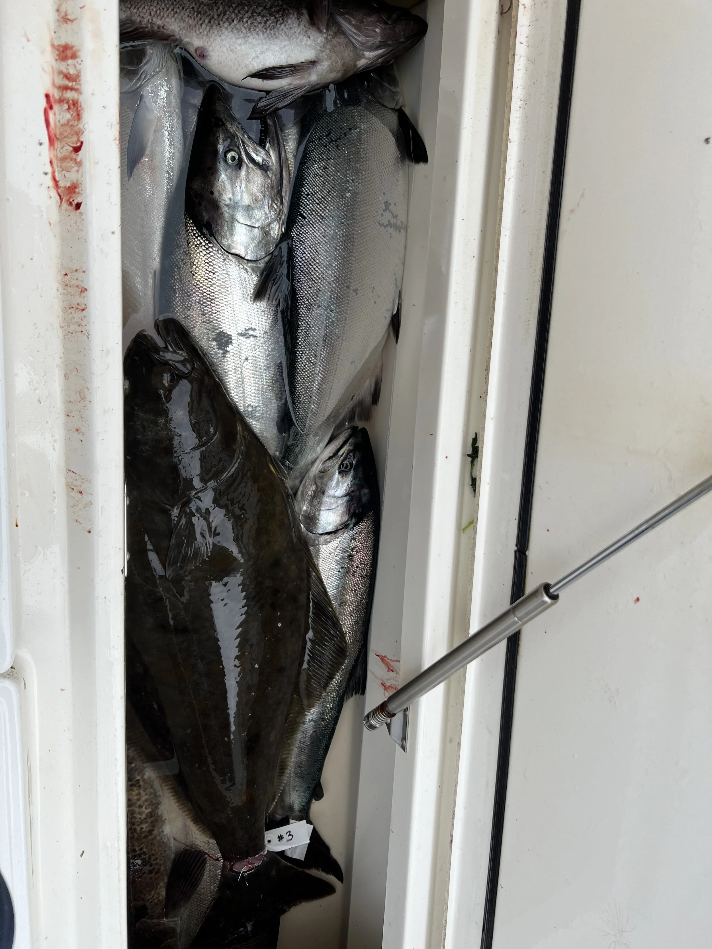 Several large fish, including a flatfish, are stored in a white cooler.