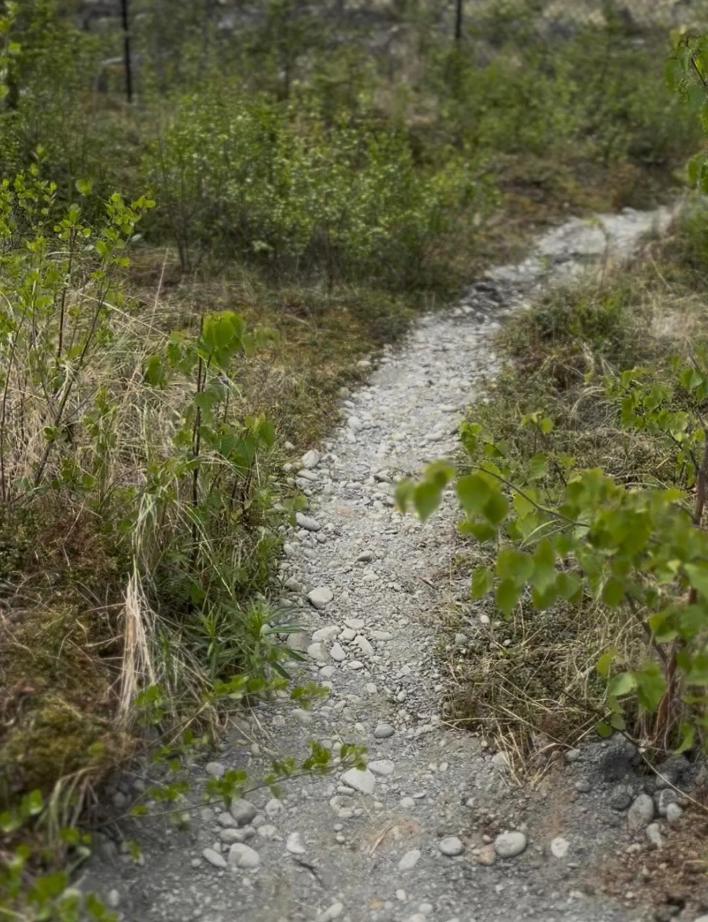 Summer is here and we&rsquo;re working on a few projects simultaneously. On project #1 we are evening out an old game trail in order to keep all the native plants, but make it a more enjoyable stroll.