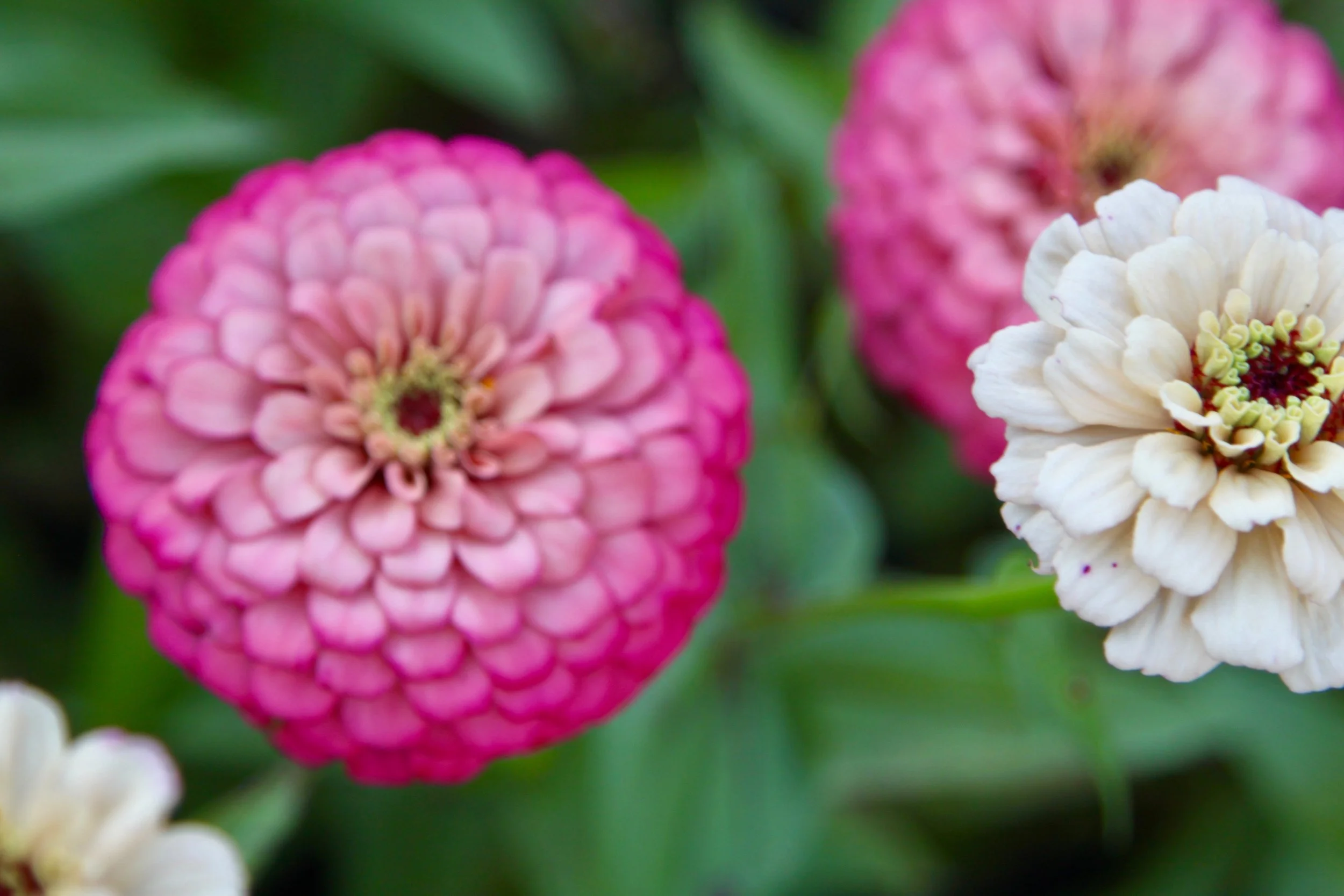 Weekly Summer bouquets, bouquet bar rental, private garden events, and bulk flowers upon request.