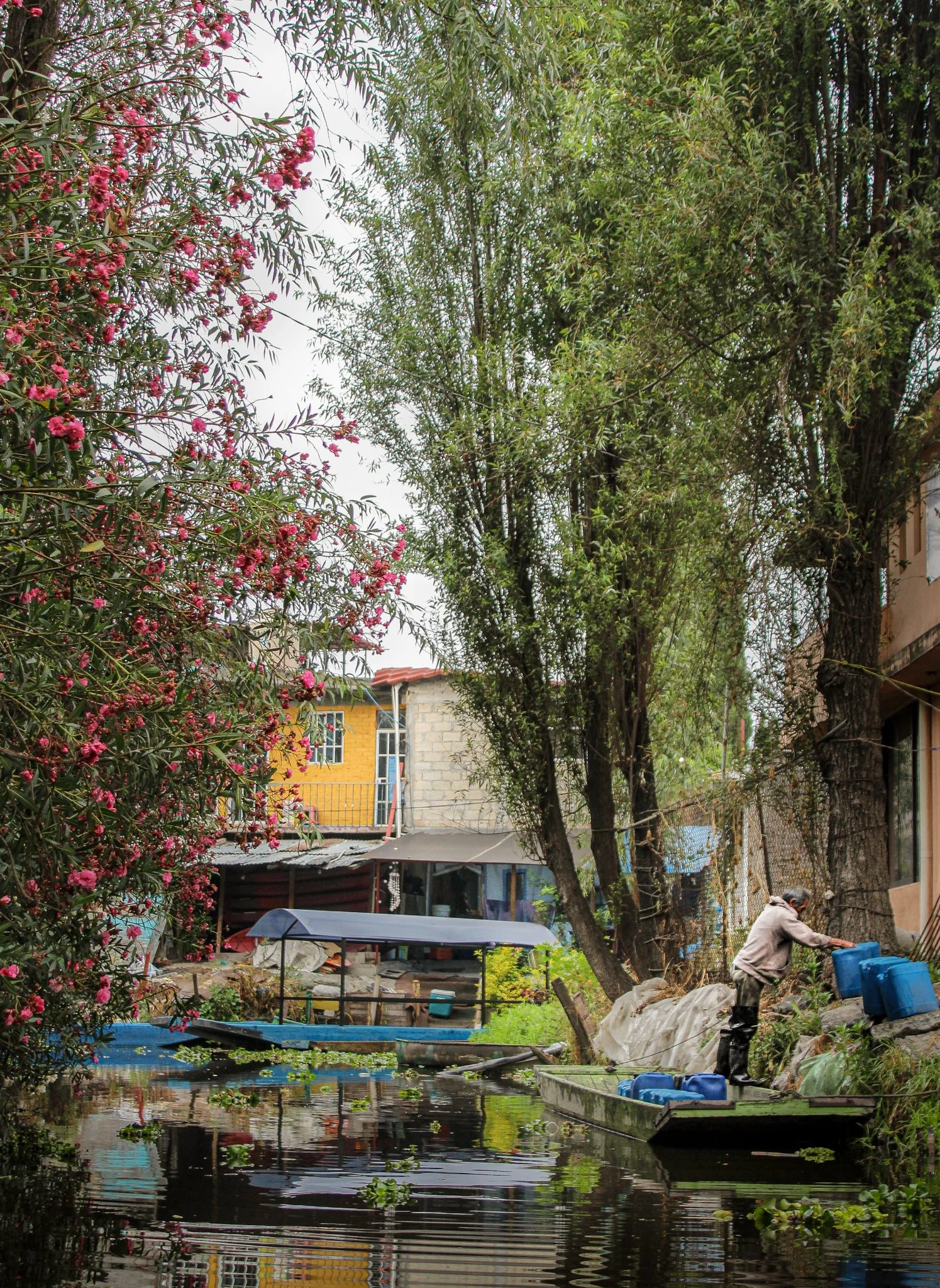 A man on a small boat with blue containers, floating on a narrow waterway surrounded by lush trees and residential buildings, with pink flowering bushes on the left side.