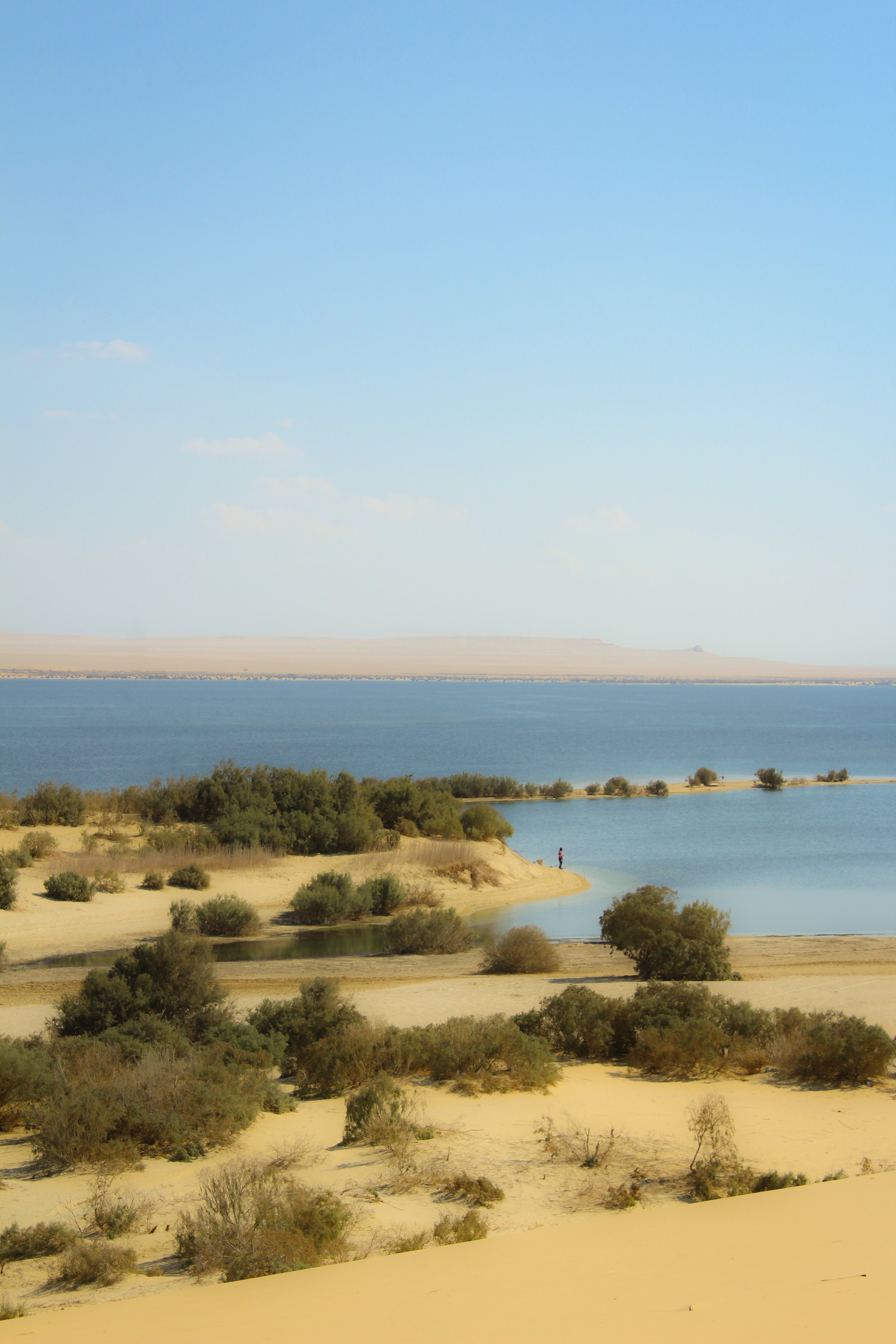 A desert landscape with sandy dunes, sparse bushes, and a body of water with some trees along the shoreline, under a clear blue sky.