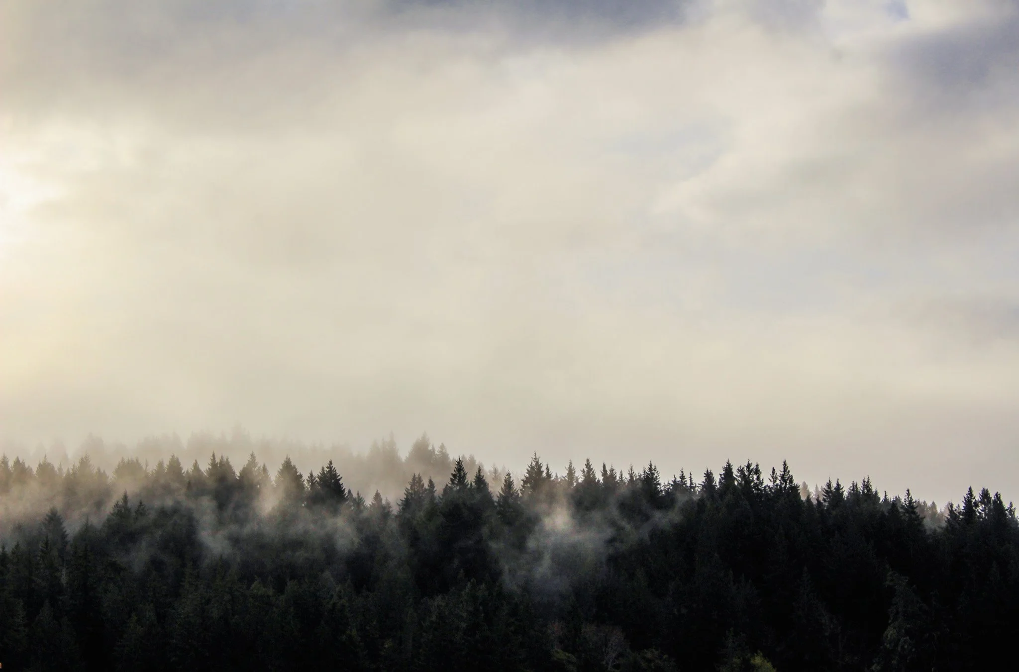 A forested area with fog and smoke rising among trees under a cloudy sky.