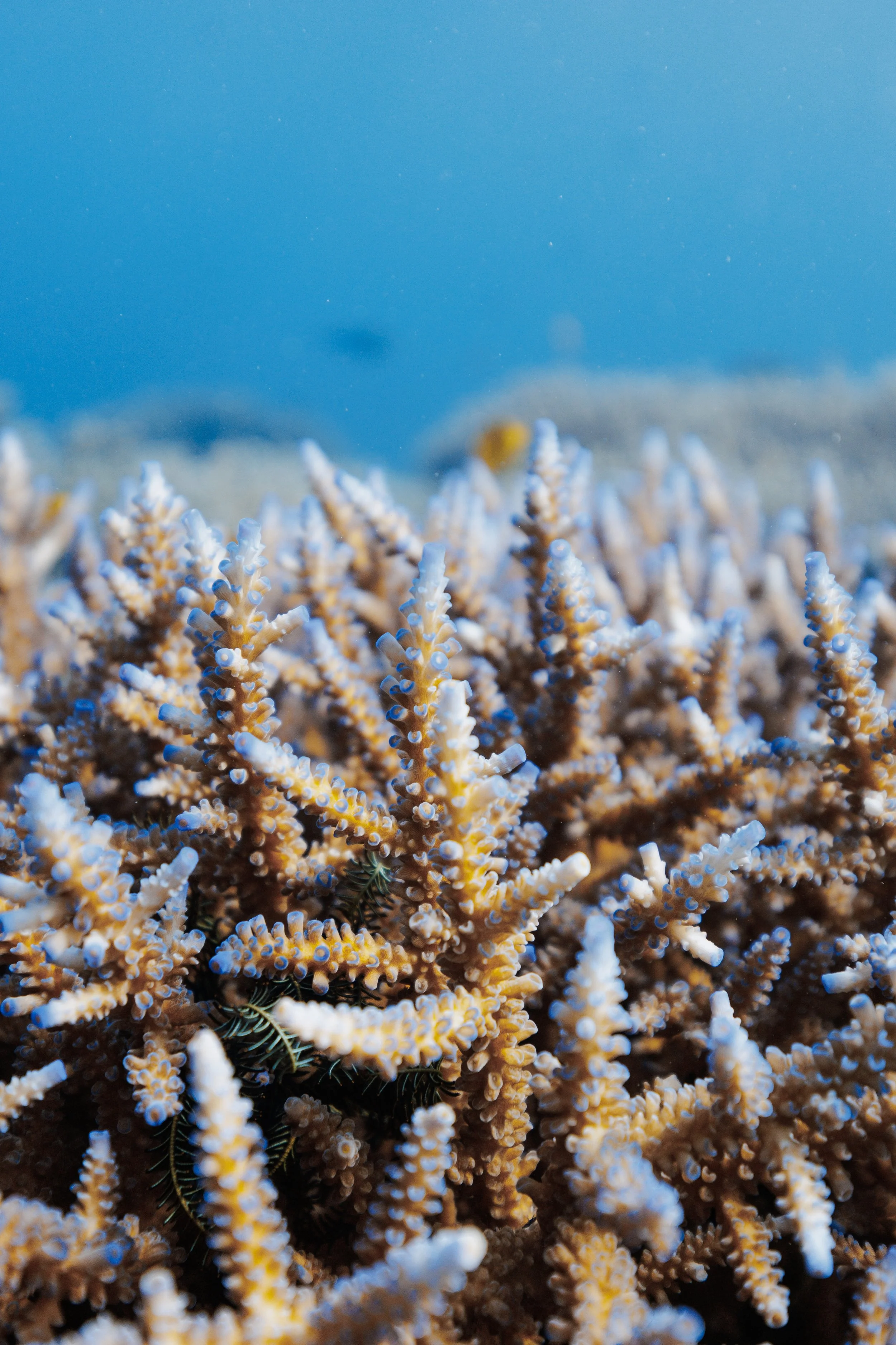 Adopt a baby coral