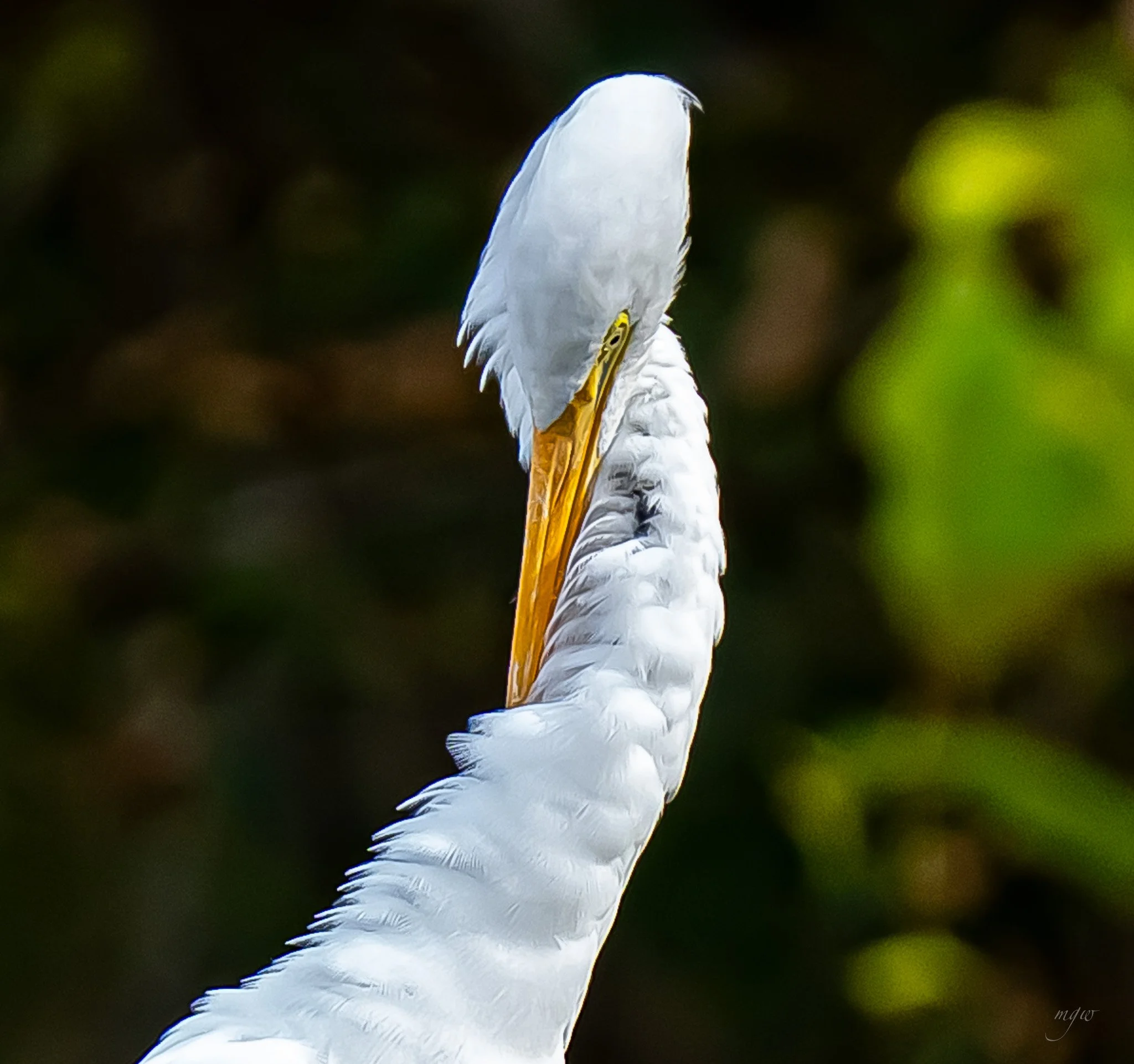 egret scratching2 (1).jpg