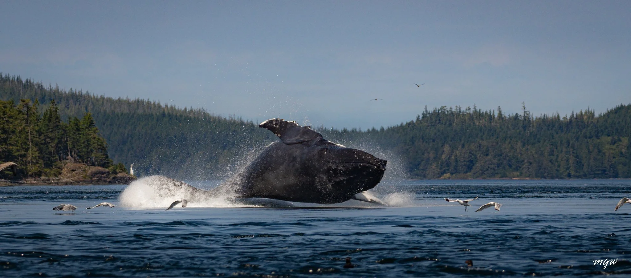 Telegraph Cove – Kayaking with Humpbacks, Orcas and Sea Lions who have a real attitude problem (2 to 4 day trip)