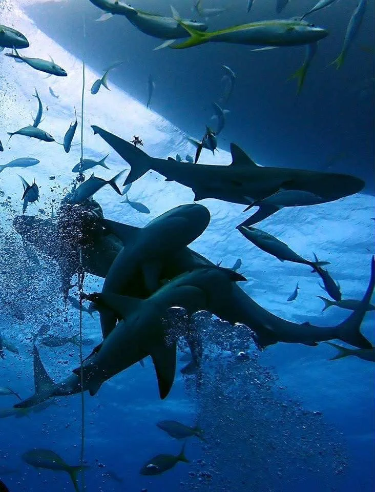 Bahama Liveaboard - BlackBeard’s (7 - 10 day trip)