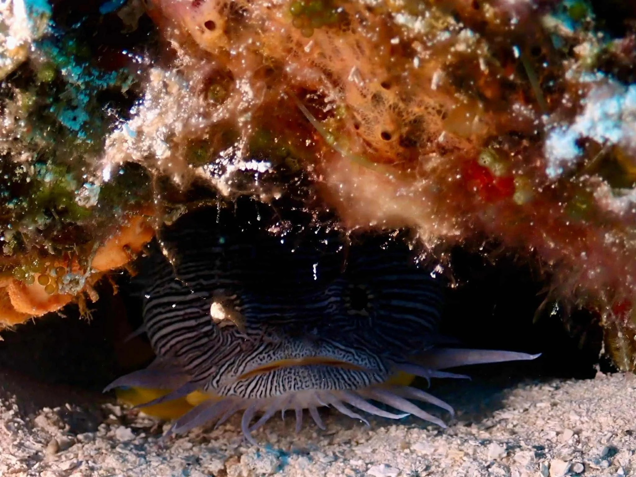 Diving Atlantic Mexico - Reef diving in Cozumel and Cenote Diving in Tulum