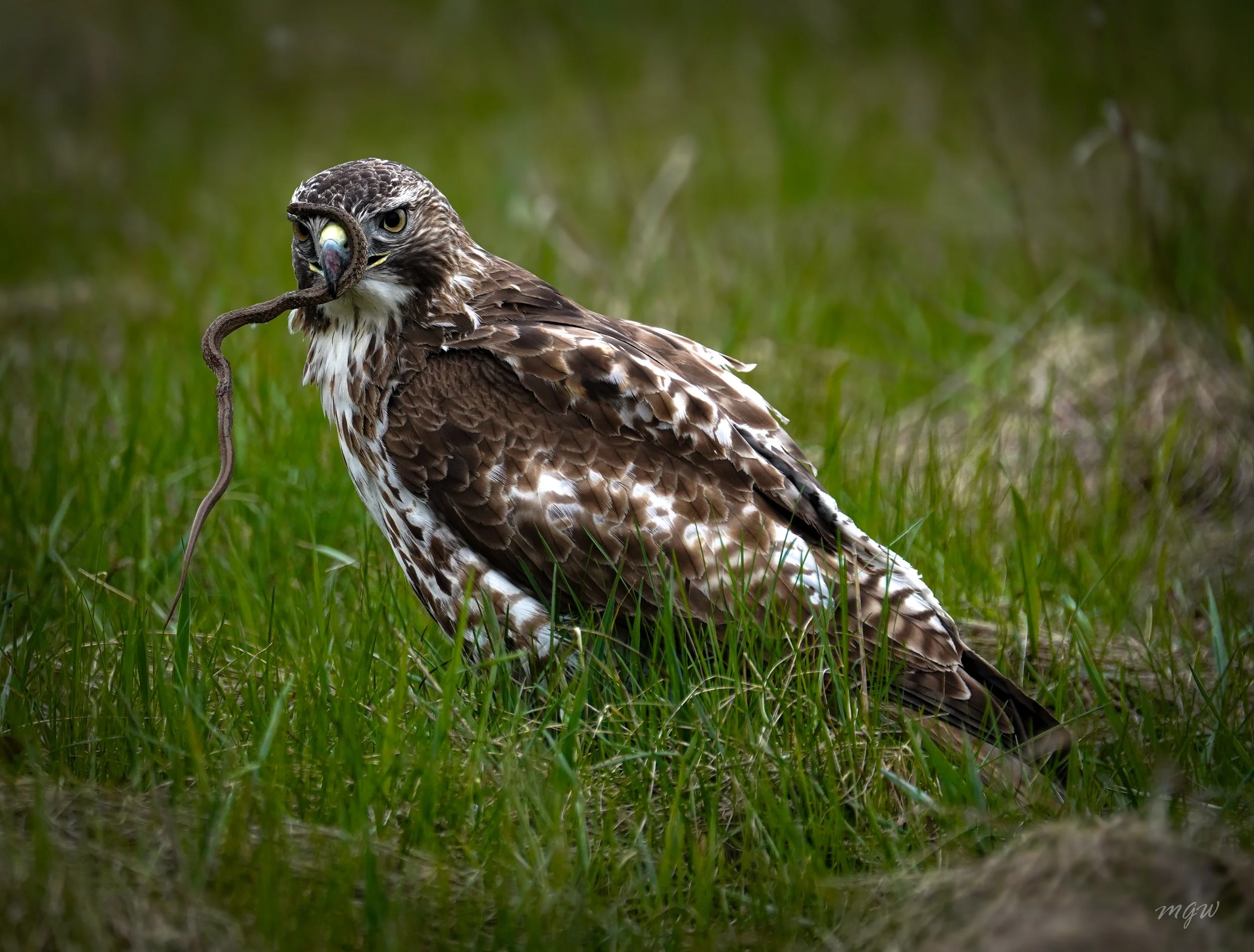 Red Tailed Hawk - Snake.jpg