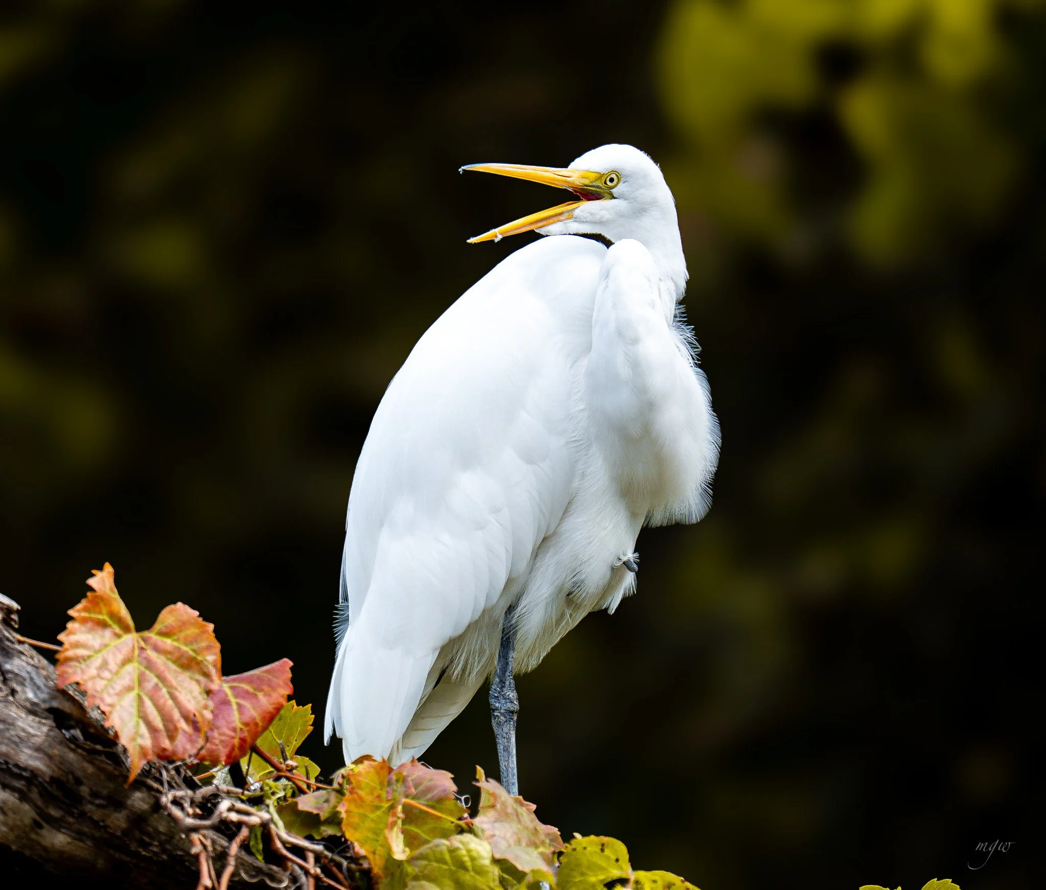egret mouth open.jpg