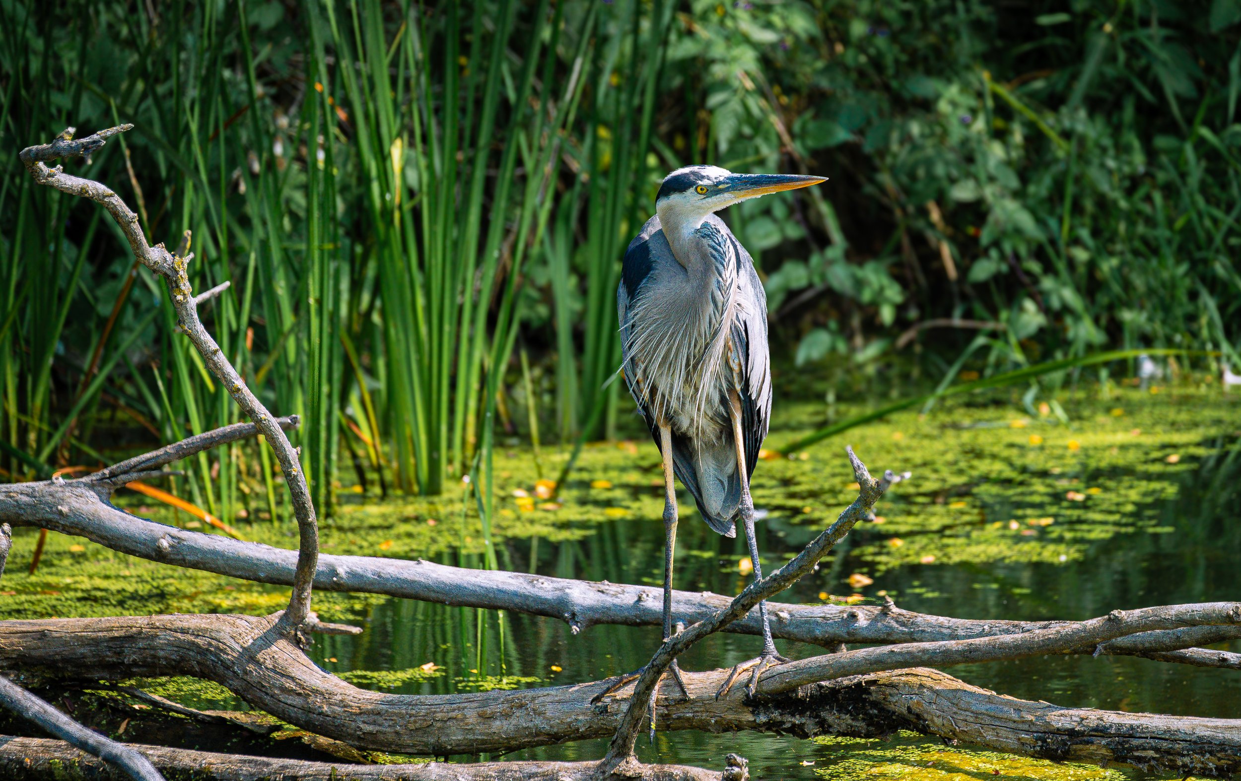 heron staring back curiously.jpg