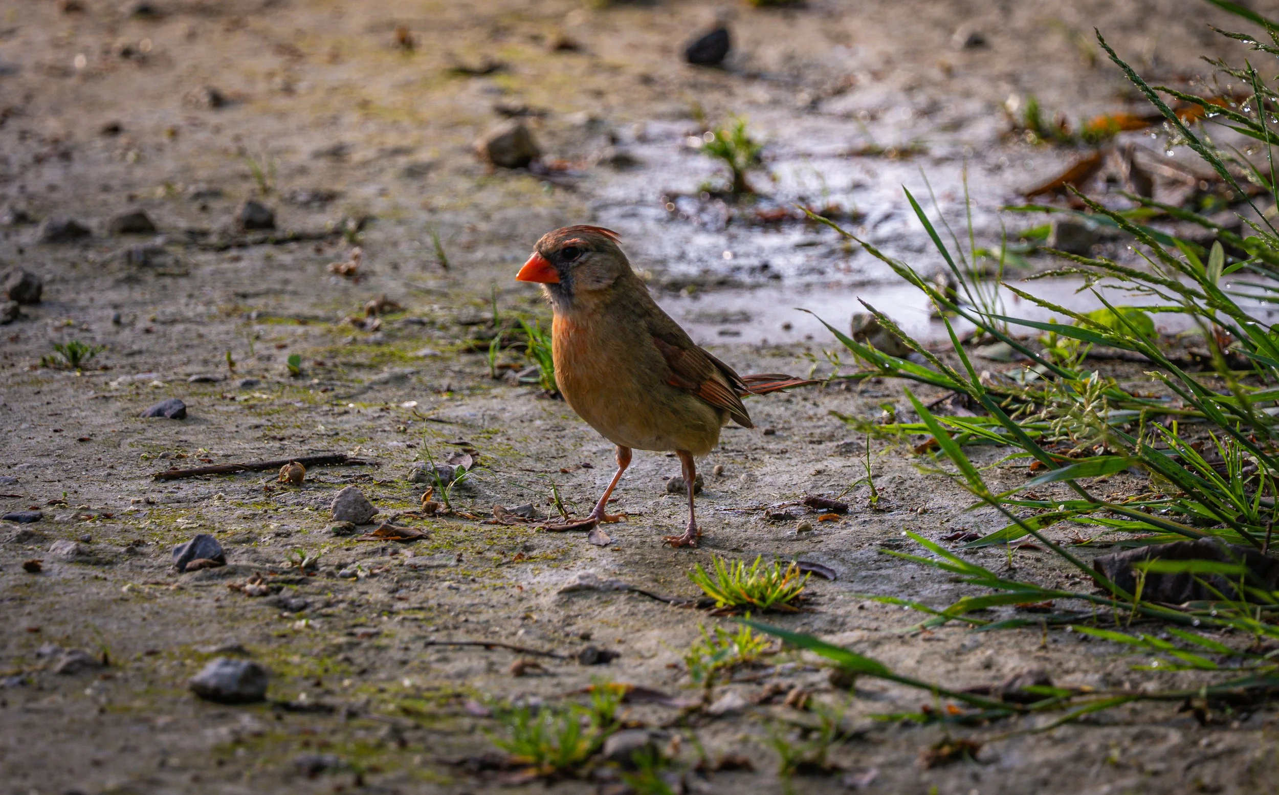 female cardinal - Copy - Copy - Copy.jpg