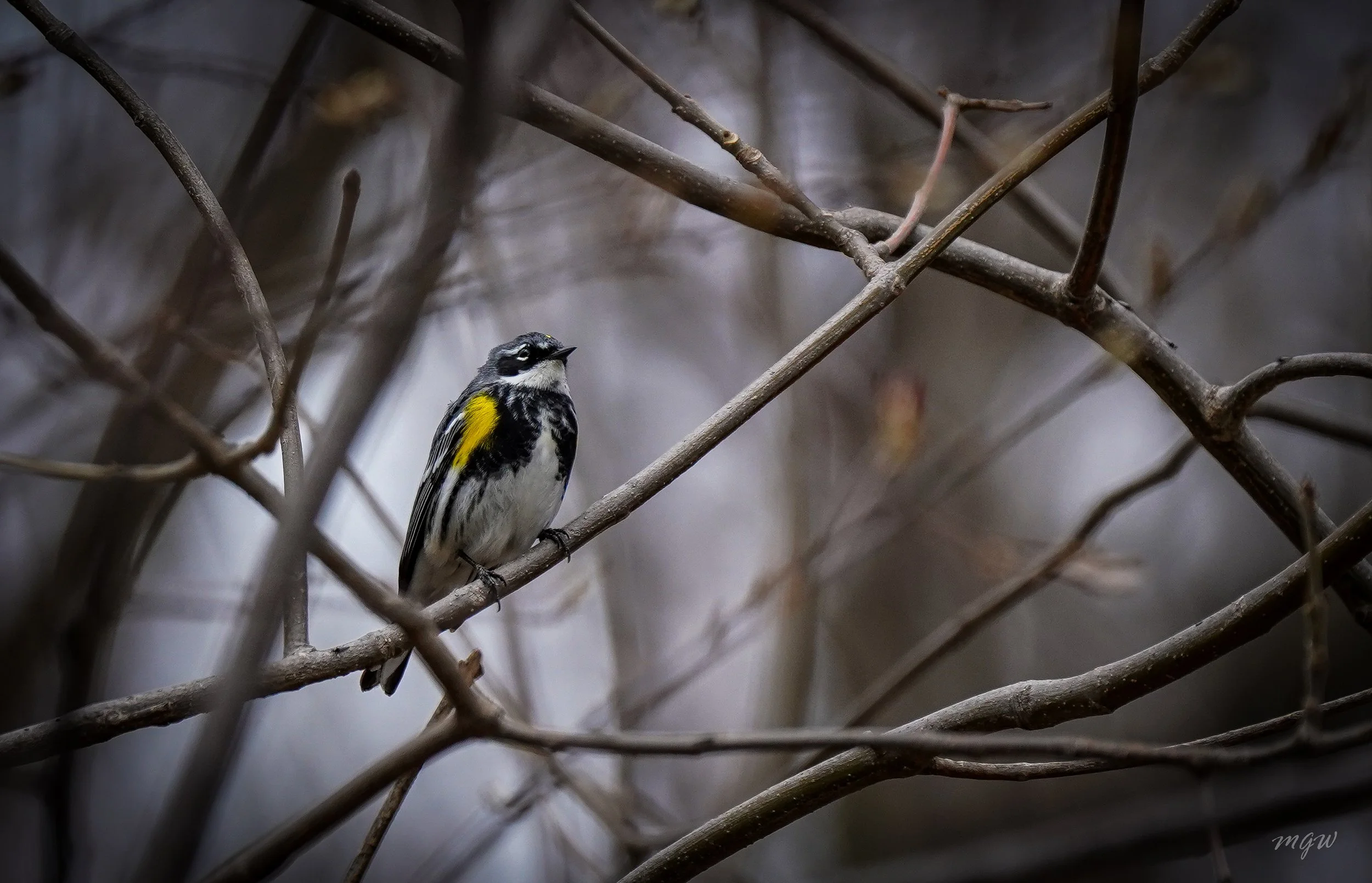 yellow rumped warbler.jpg