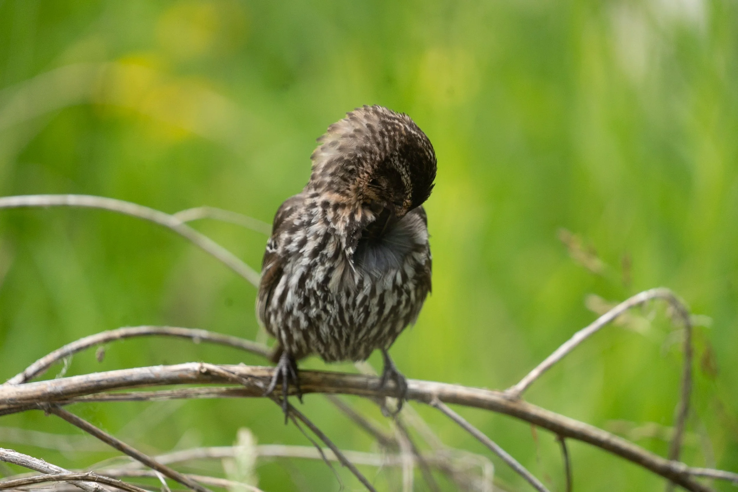sparrow grooming.jpg