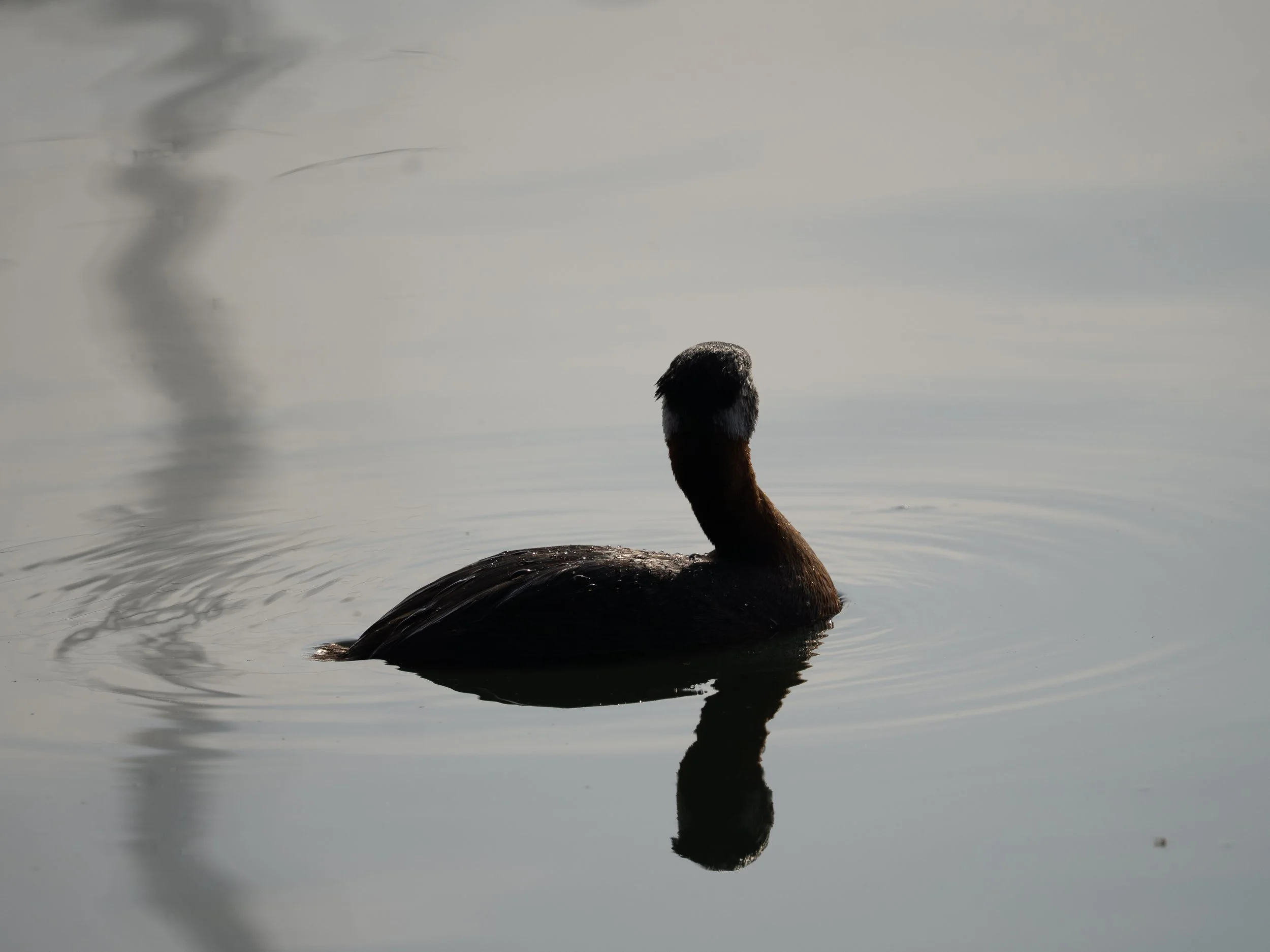 grebe looking away - Copy - Copy.jpg