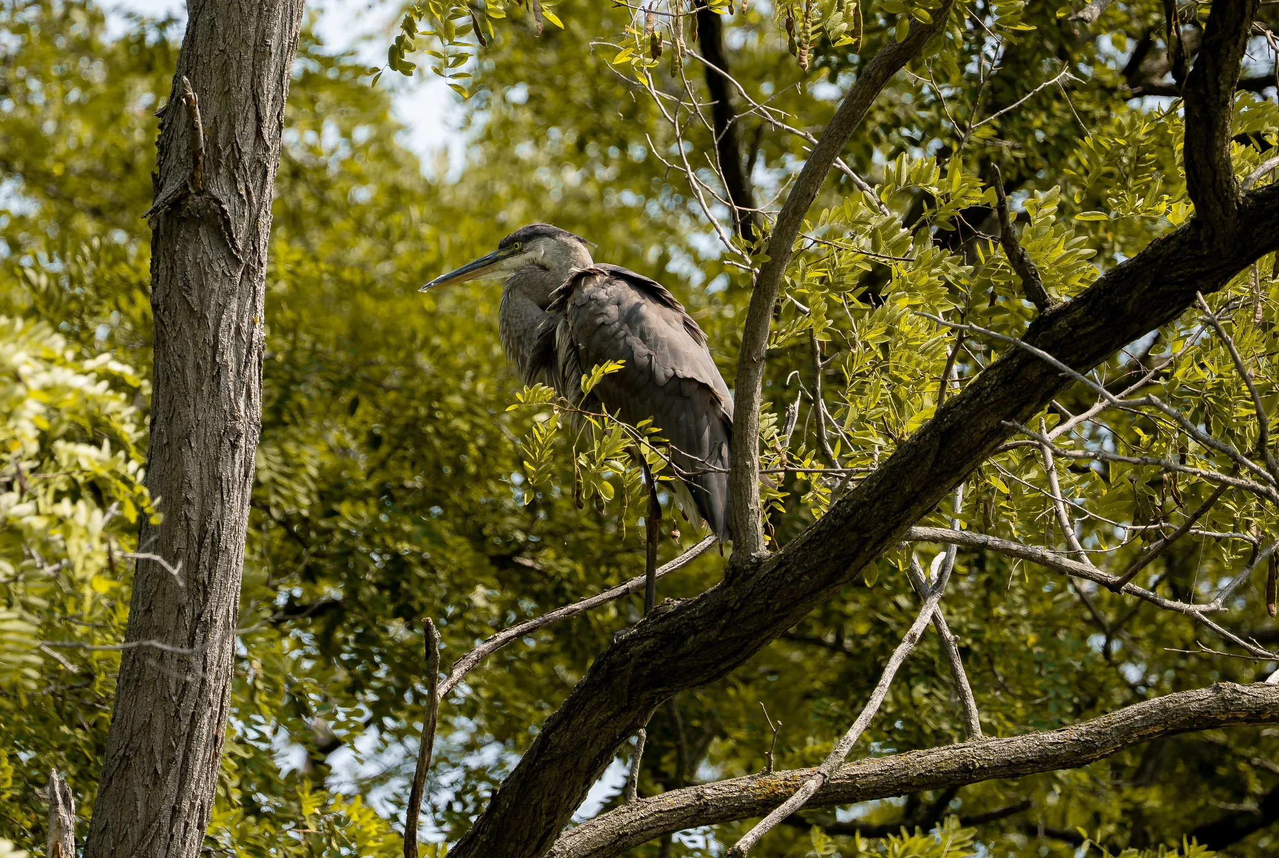 heron in tree 2.jpg