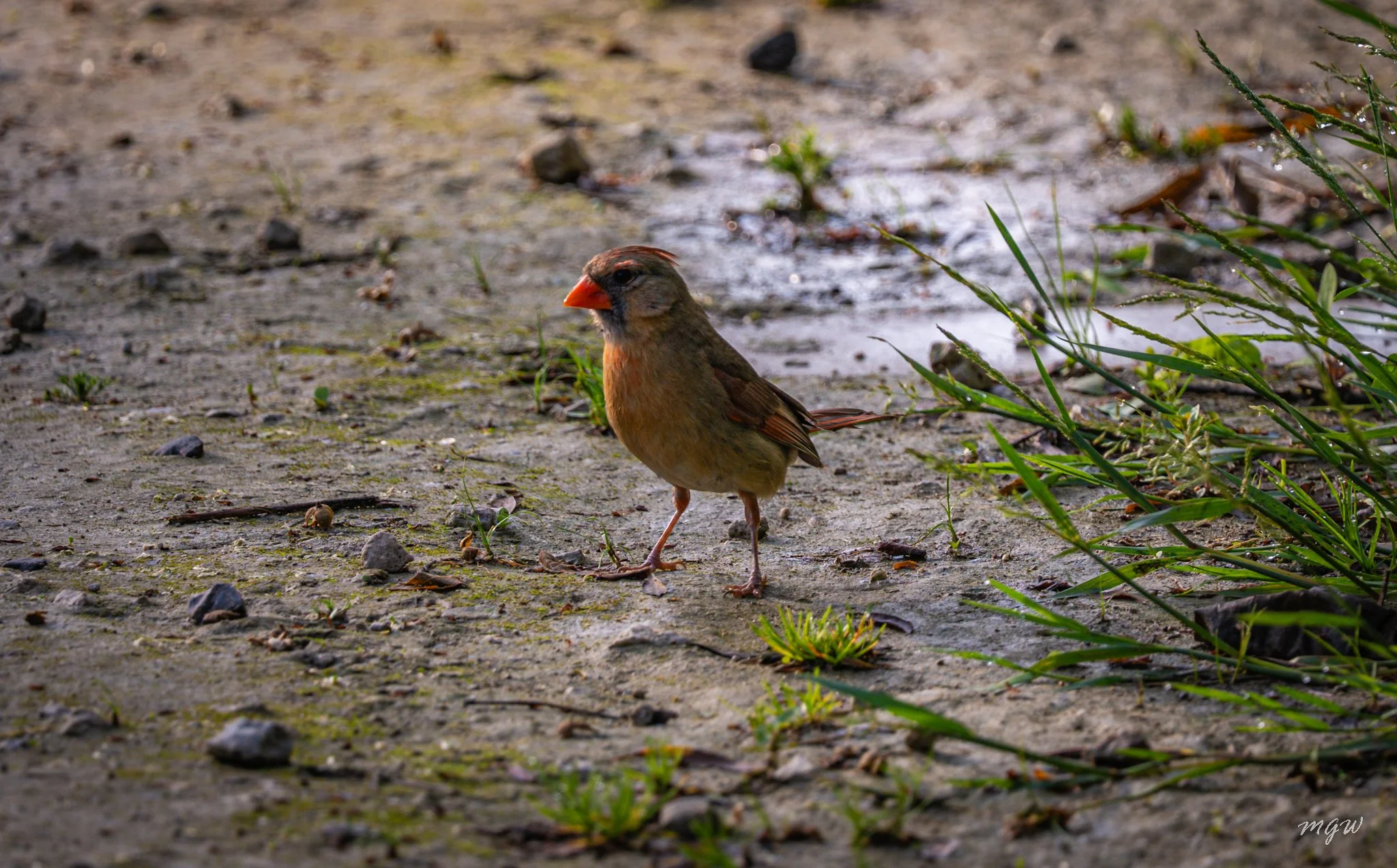 female cardinal.jpg
