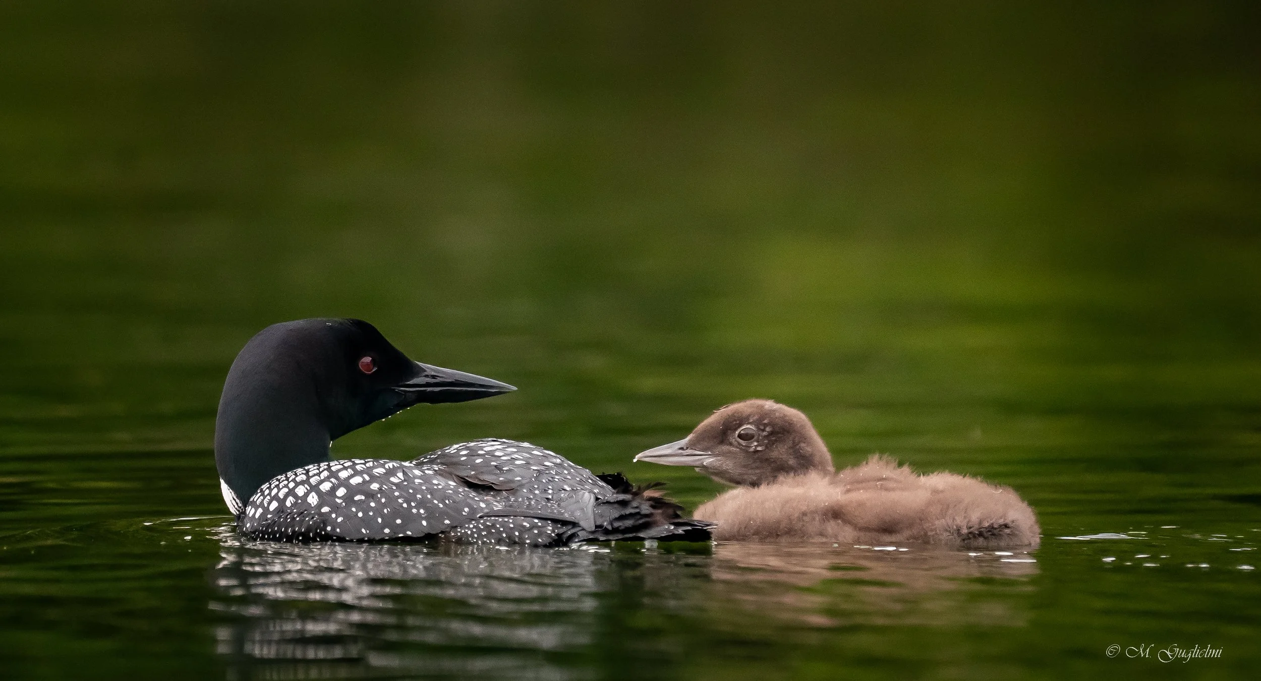 loon mom and baby - Copy (2).jpg