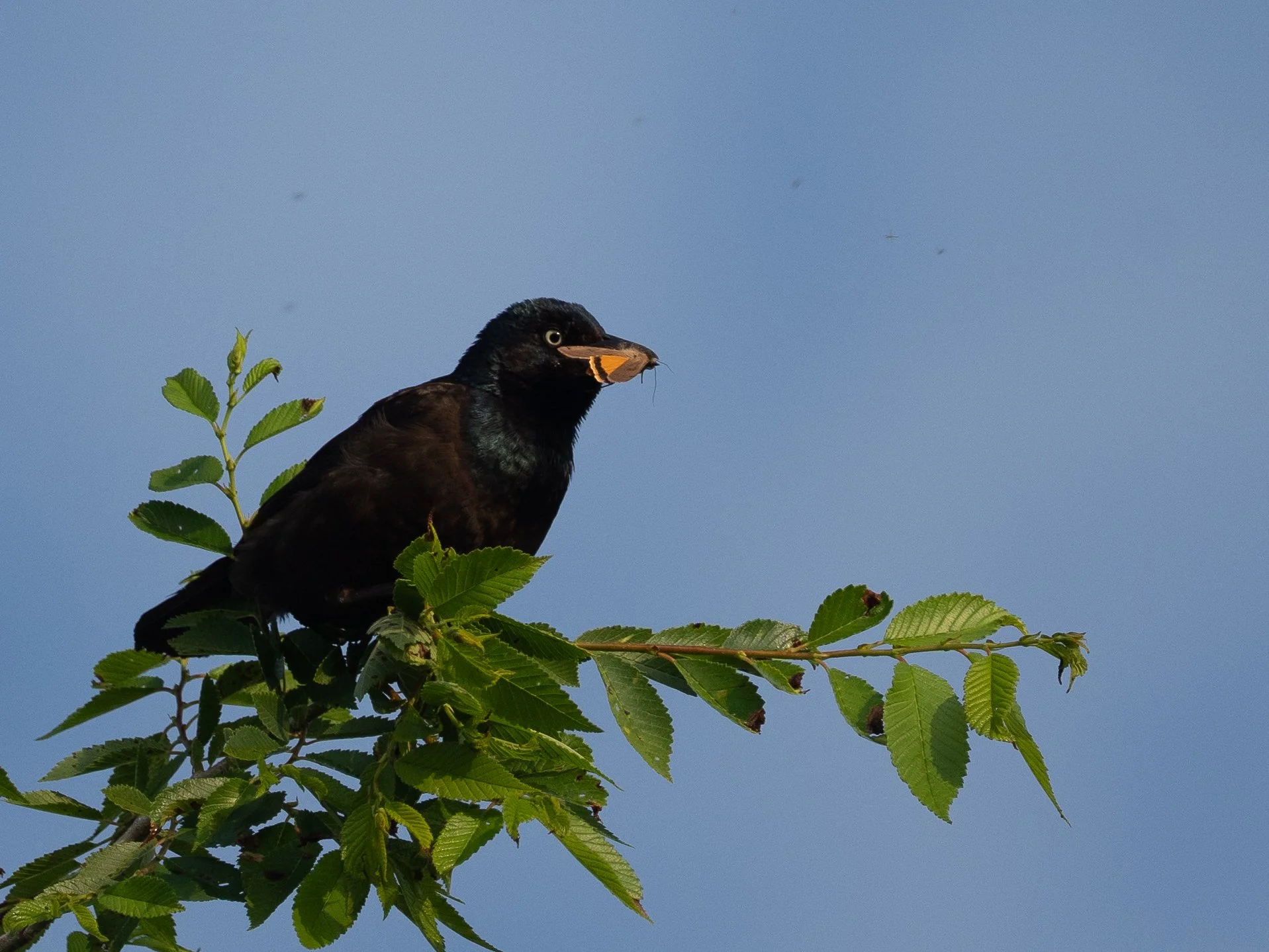 red wing black bird with butterfly - Copy (2).jpg