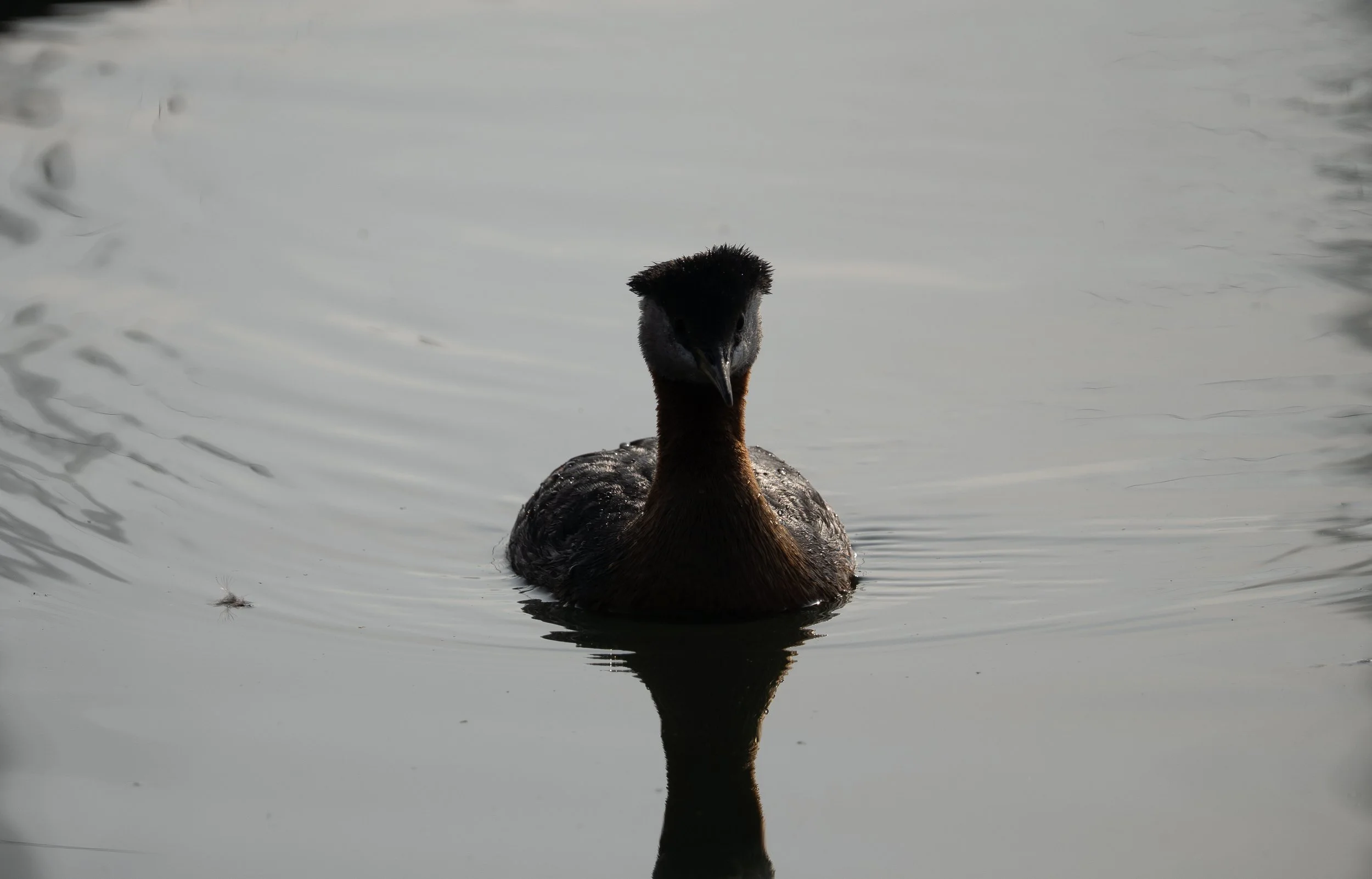 grebe - need to re edit.jpg