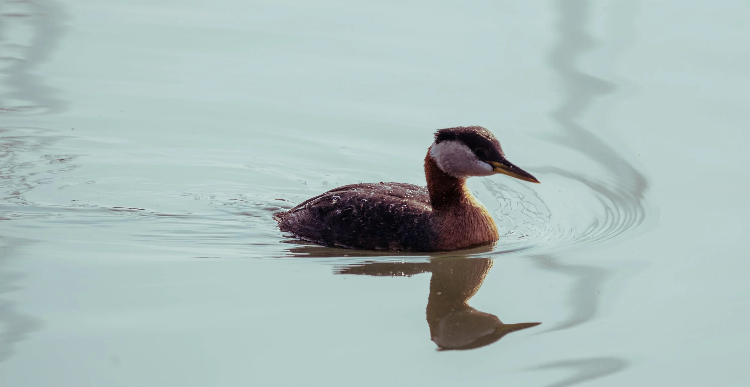 greeb 5 - Copy - Copy (2).jpg