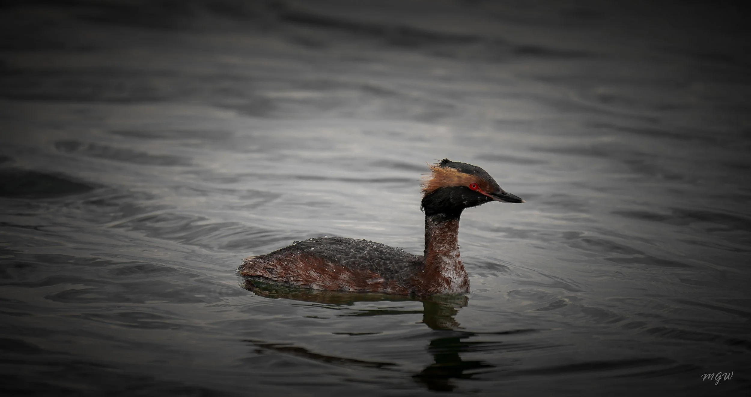 western grebe.jpg
