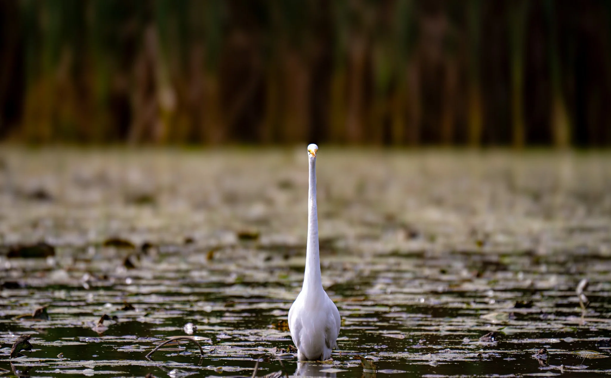 egret giraffe neck4.jpg