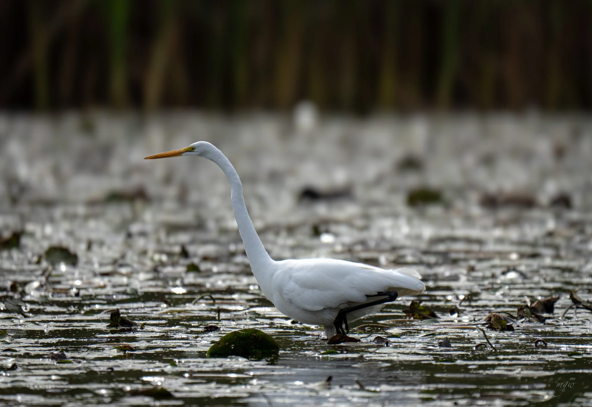 egret looksee6.jpg