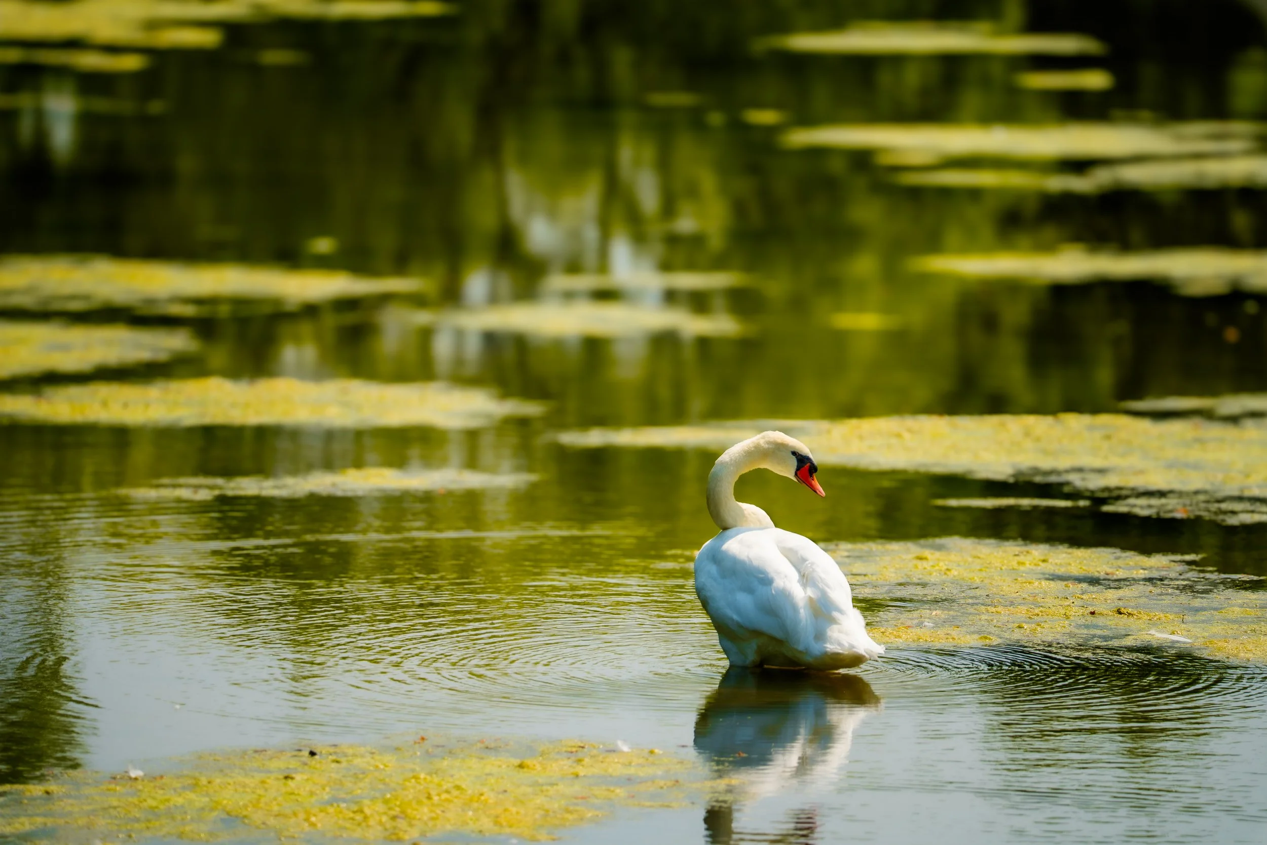 swan in marsh.jpg