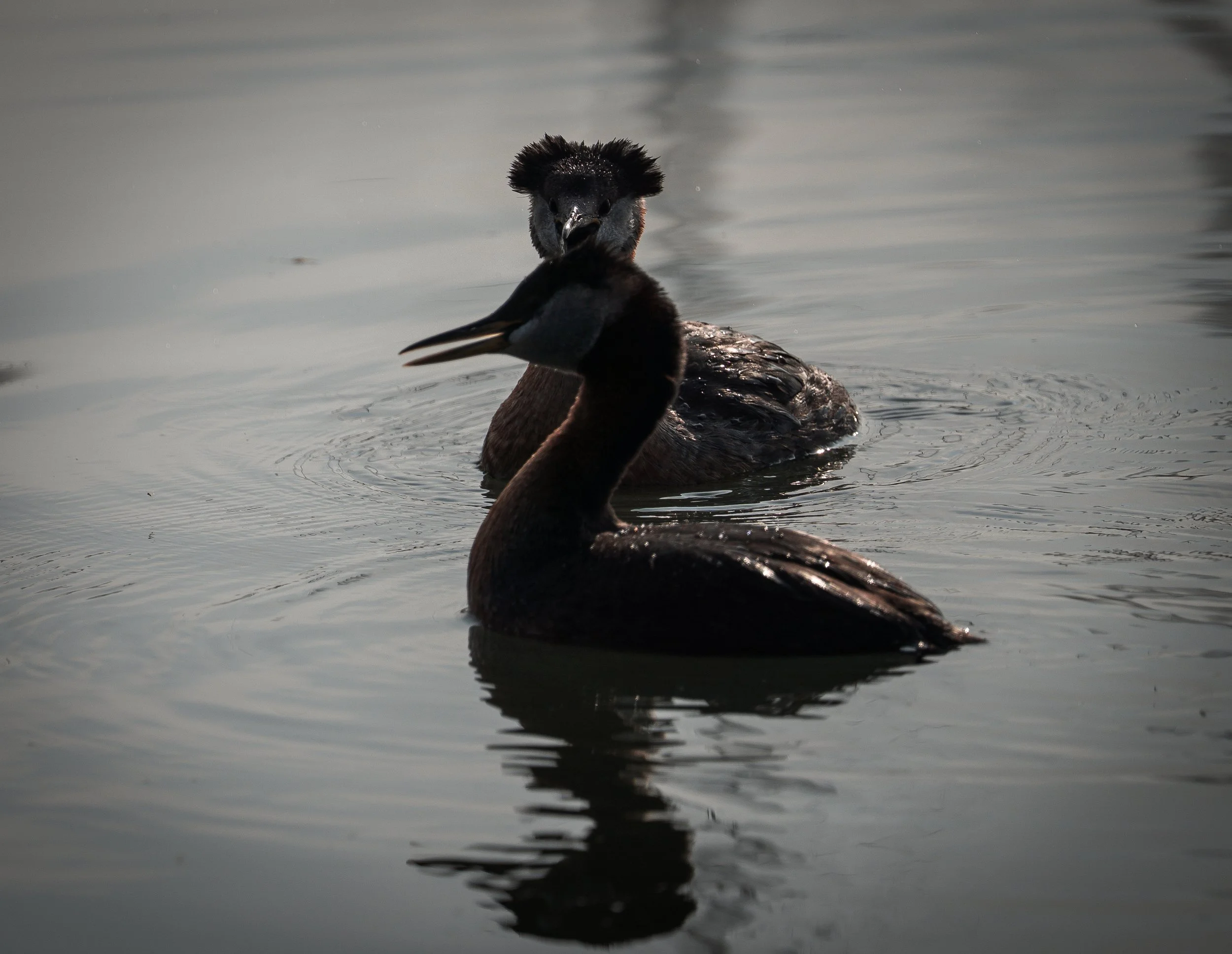 greb old man 3 - Copy (2).jpg