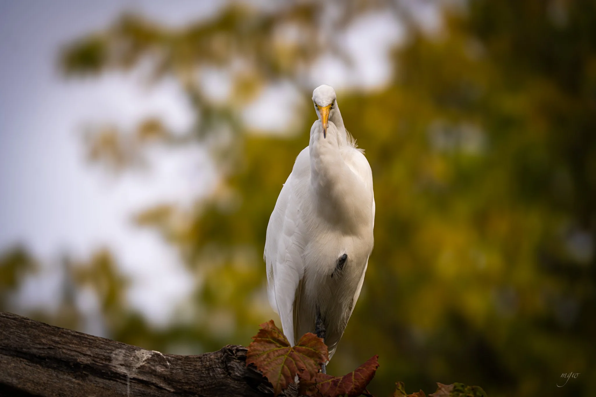 egret ma fangul.jpg