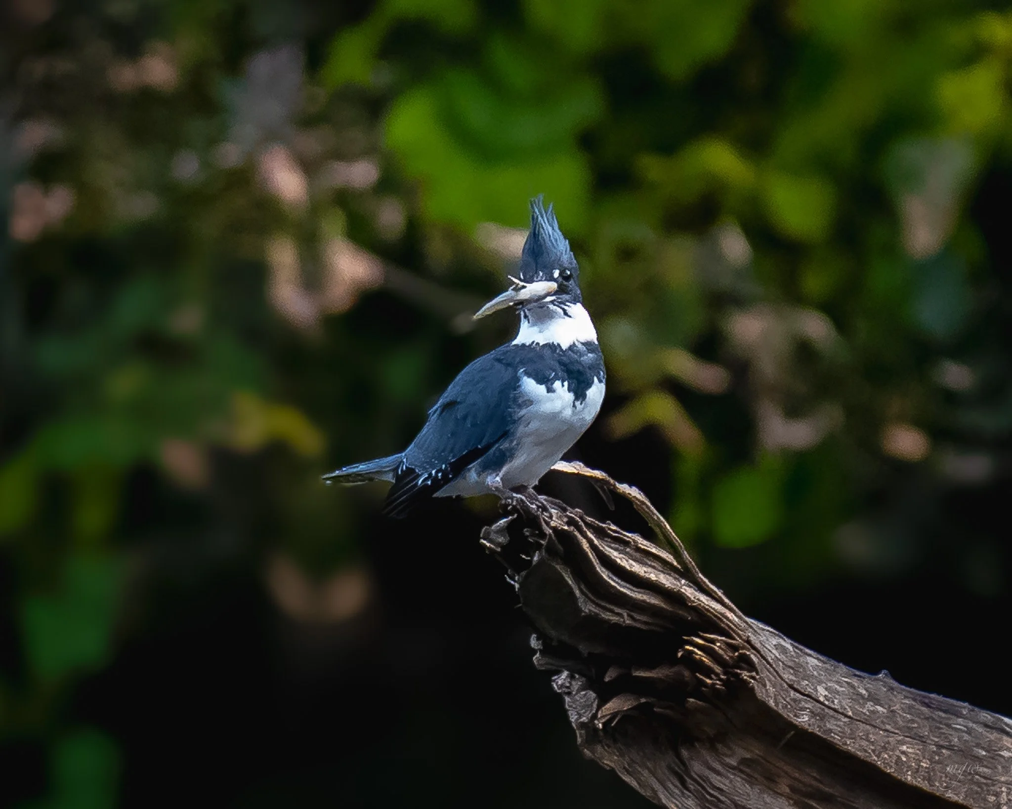 kingfisher with fish (1).jpg