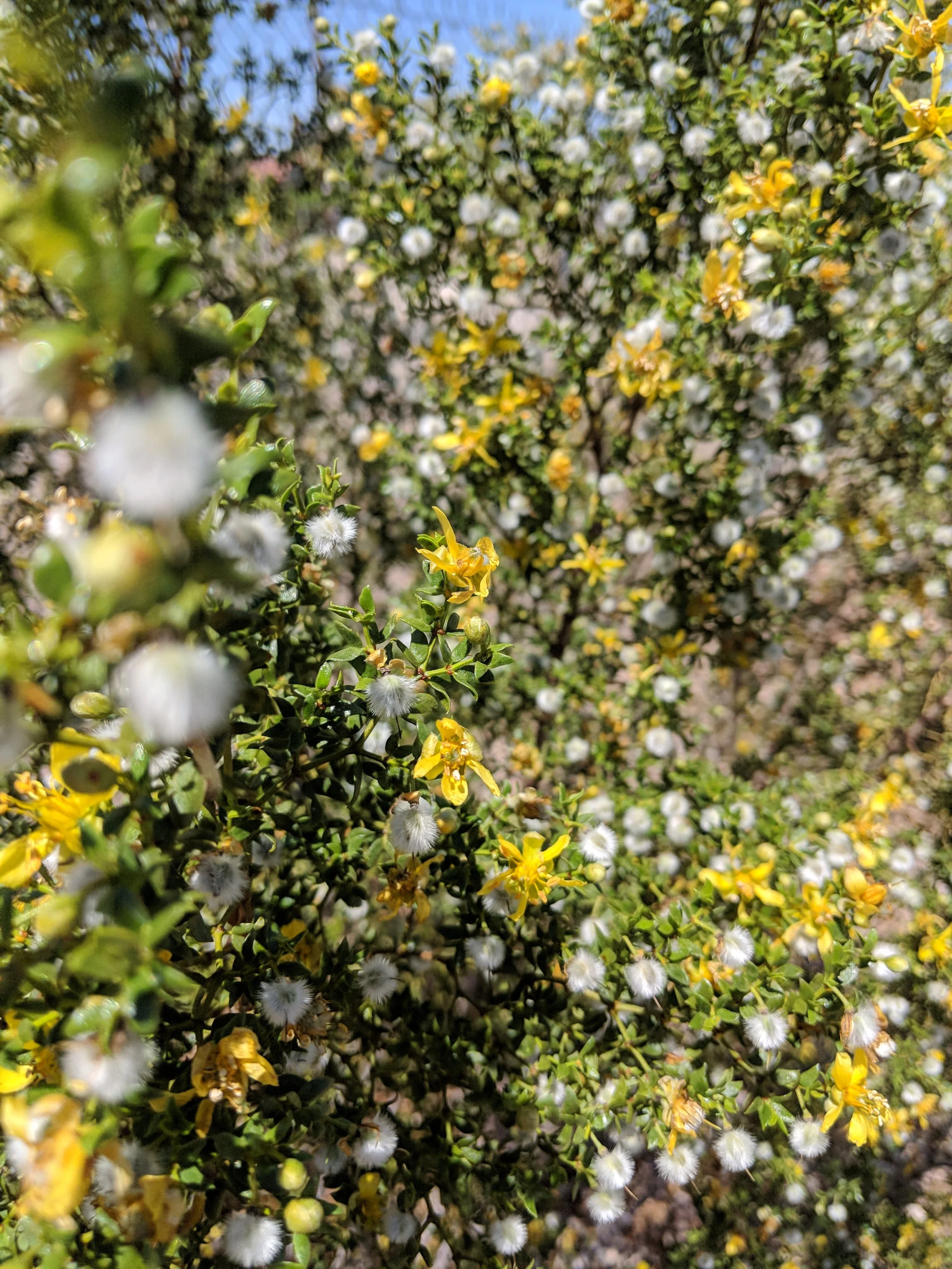 Desert Solitude - flowers - Geoff Rhodes (4).jpg