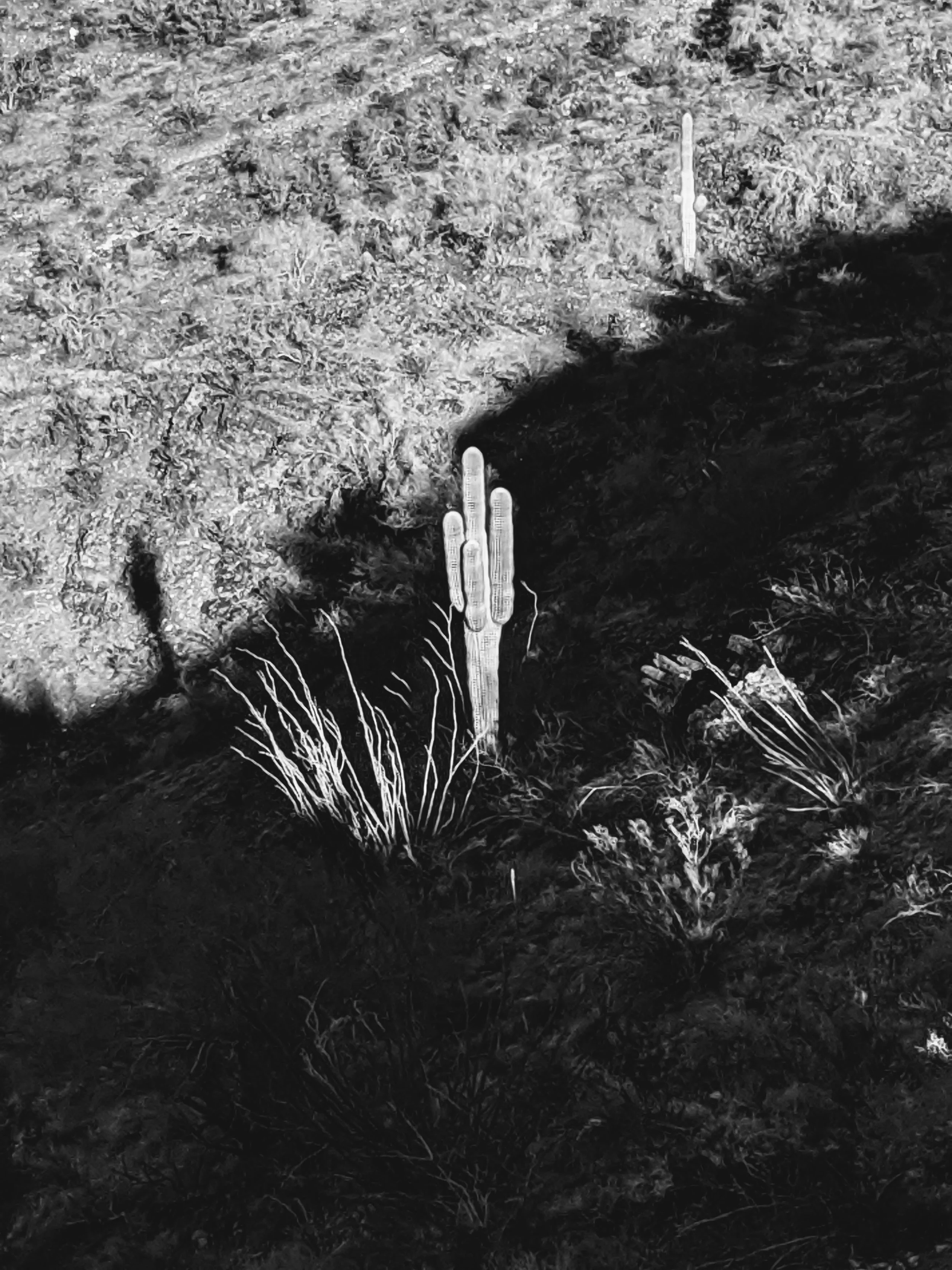 Desert Solitude - cactus - Geoff Rhodes (15).jpg