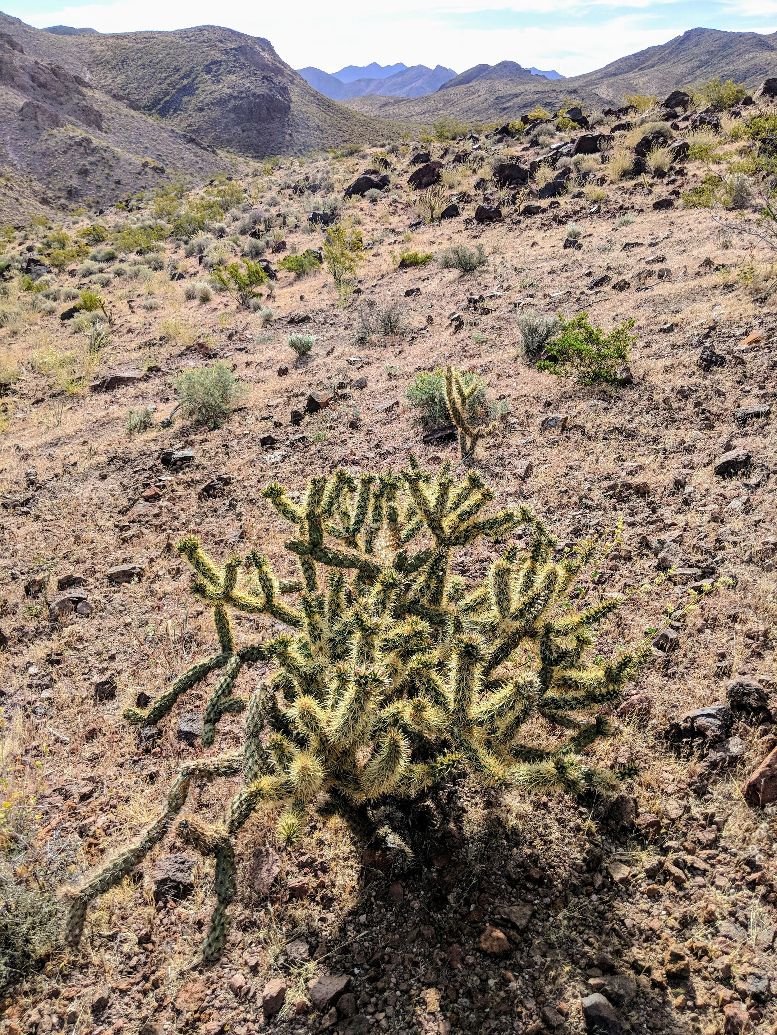 Desert Solitude - cactus - Geoff Rhodes (6).jpg